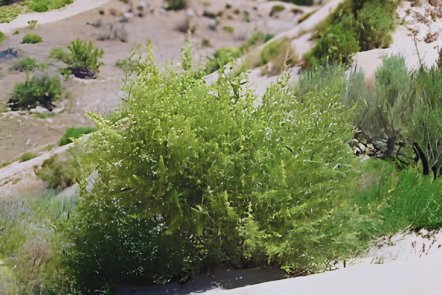 Fourwing Saltbush Seeds (Atriplex canescens) - Drought Tolerant Native Shrub for Xeriscaping & Land Restoration
