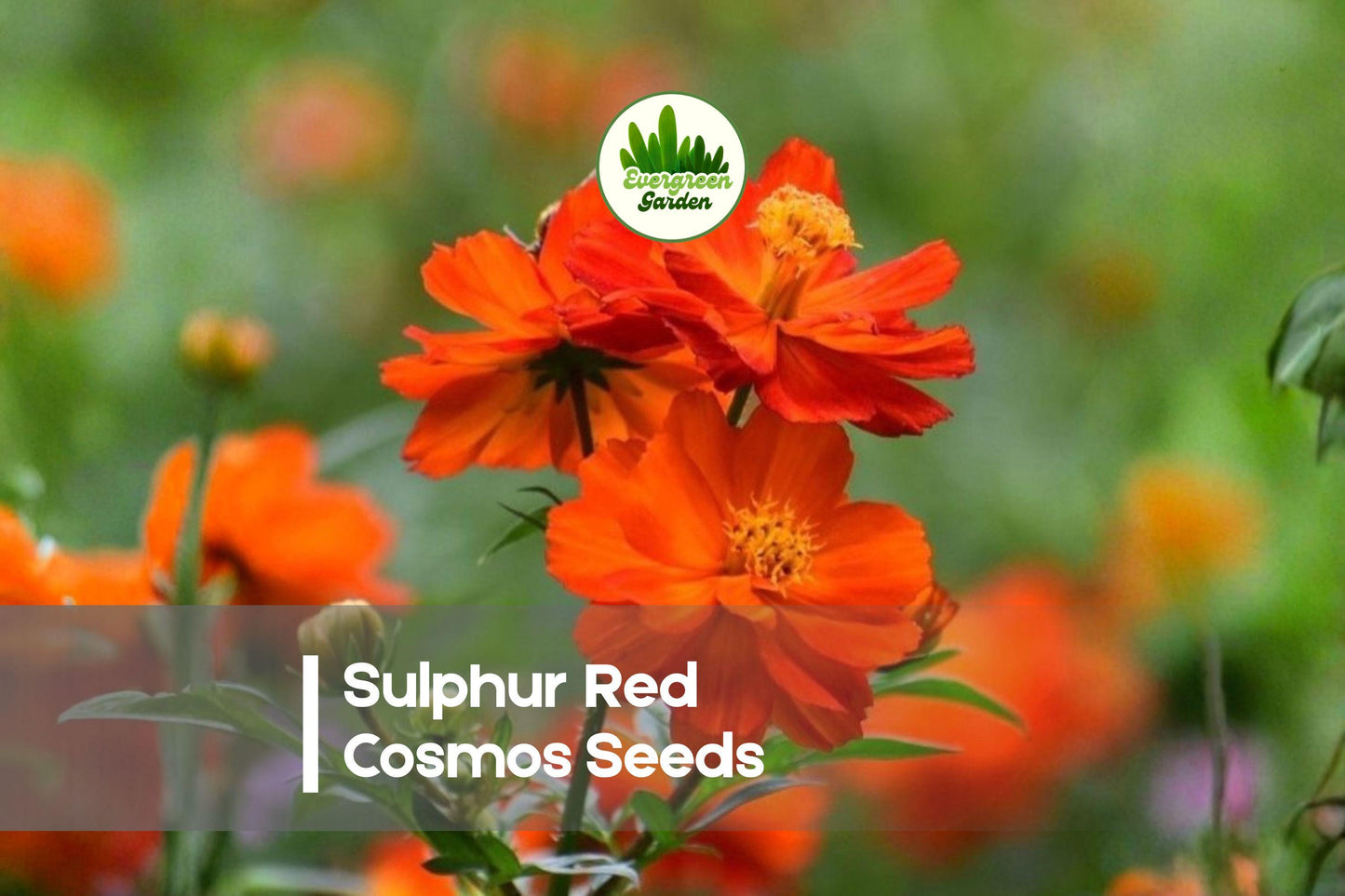 200 Sulphur Red Cosmos Seeds - Bright Red-Orange Blooms, Heat & Drought Tolerant, Cosmos sulphureus, Wildflower, Pollinator-Friendly