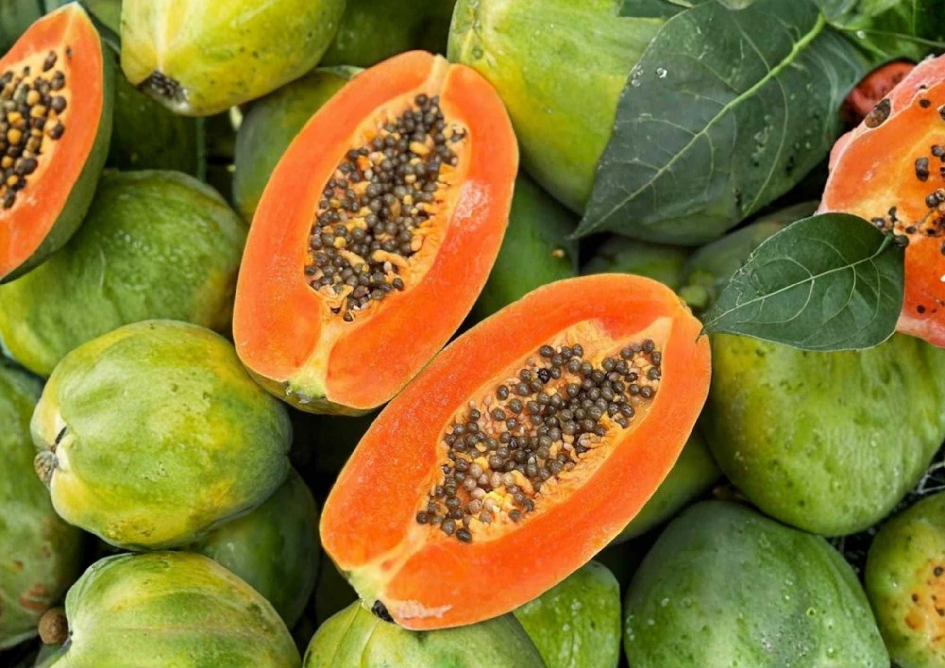 Papaya Seedling – 12–24 Inches Tall – Carica papaya Tropical Fruit Plant for Backyard Garden & Container Growing