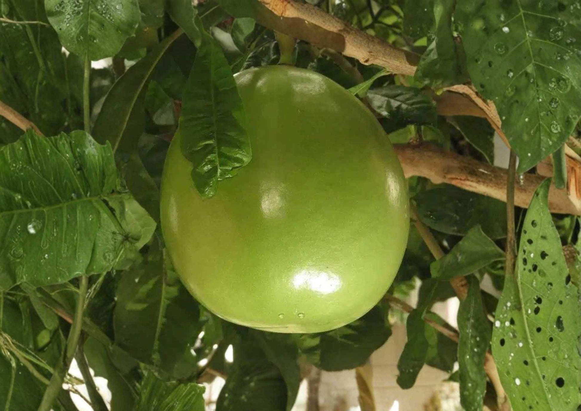 Calabash Jícaro Live Tree – 8–12 Inch Tropical Crescentia cujete Starter Plant for Garden or Landscape