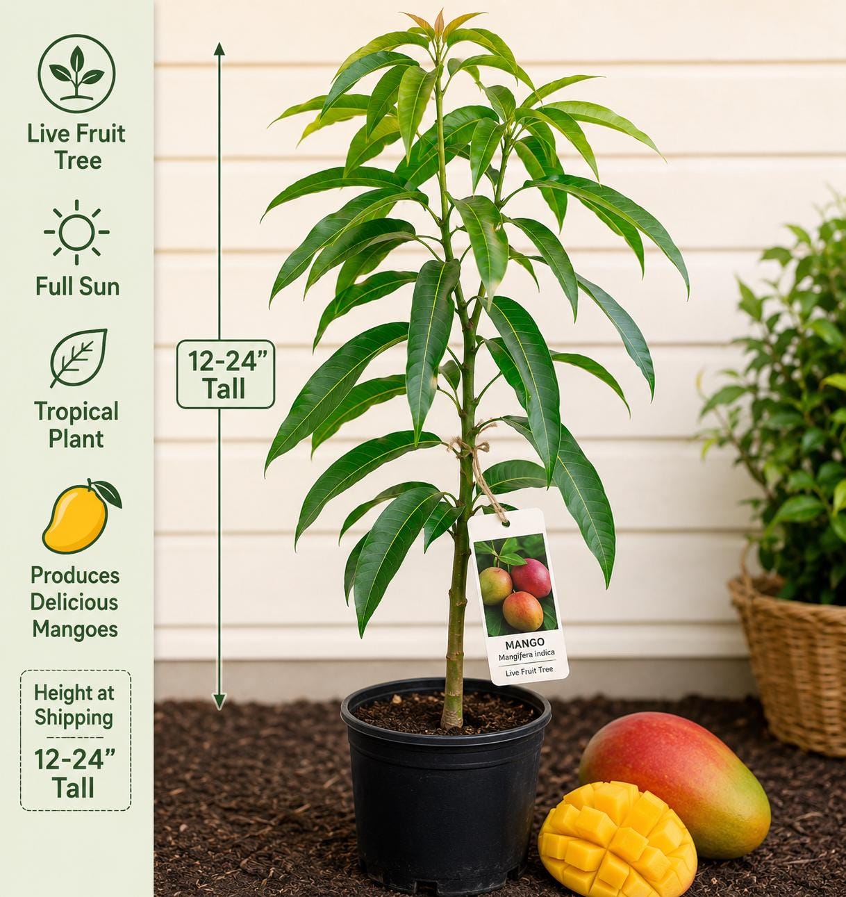 Mango Live Fruit Tree – 12–24 Inches Tall – Mangifera indica – Tropical Edible Backyard Orchard Plant