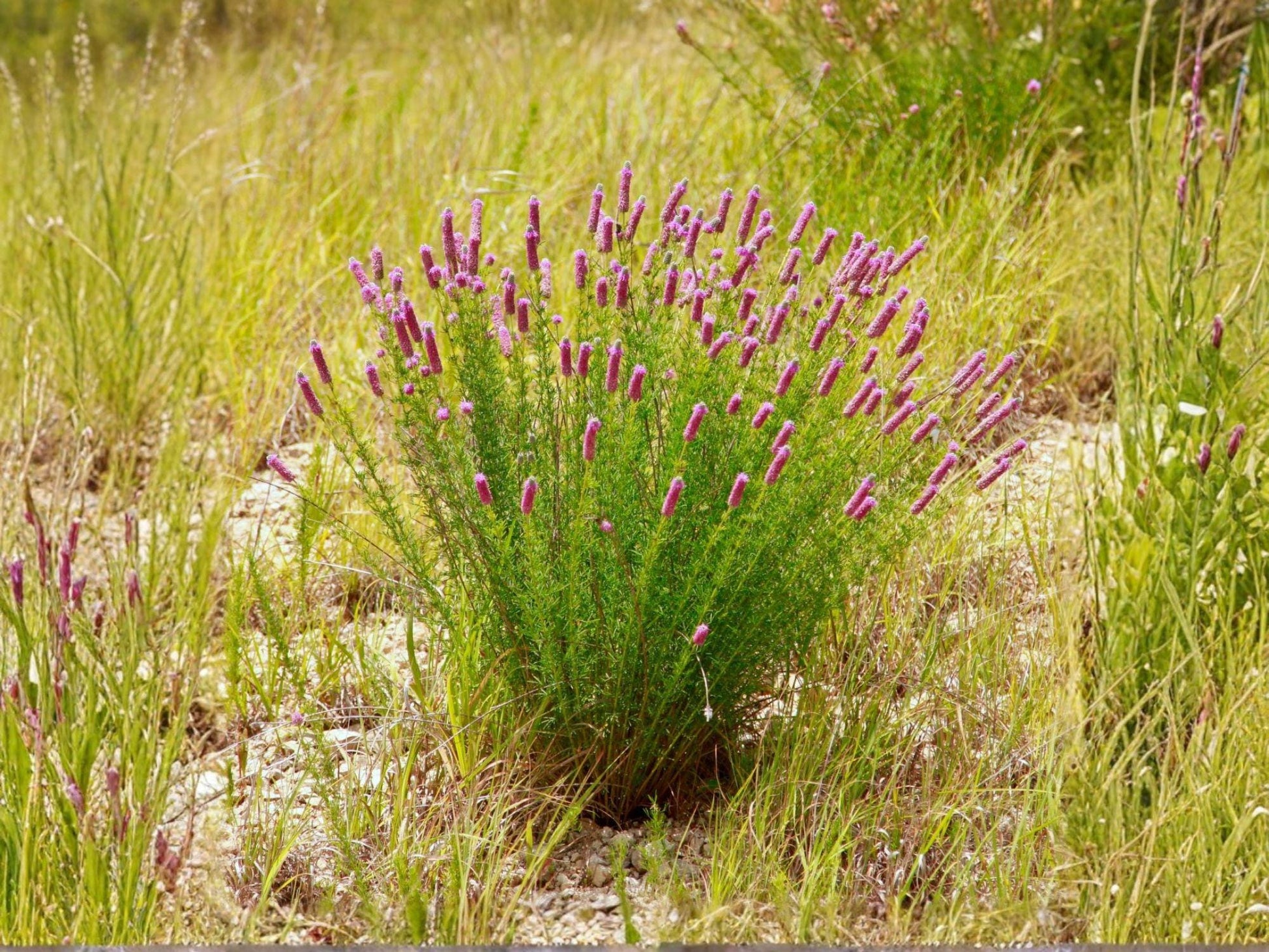 Purple Prairie Clover Seeds | Dalea purpurea Perennial Flowering Plant | Native Prairie Garden Seeds