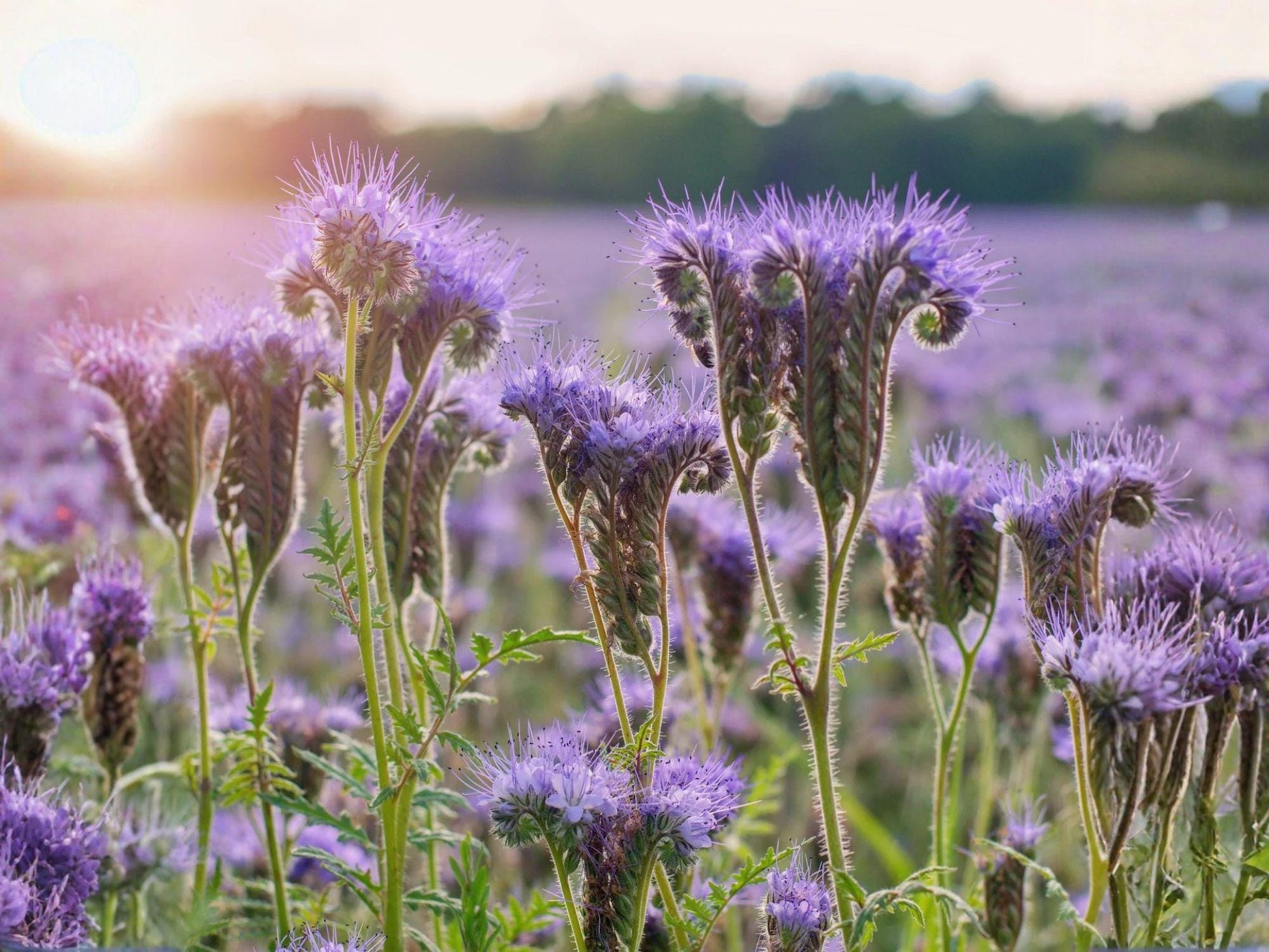 Lacy Phacelia Flower Seeds – 100 Lavender to Purple Blooming Annual Plant – Phacelia tanacetifolia for Garden Beds & Natural Landscaping