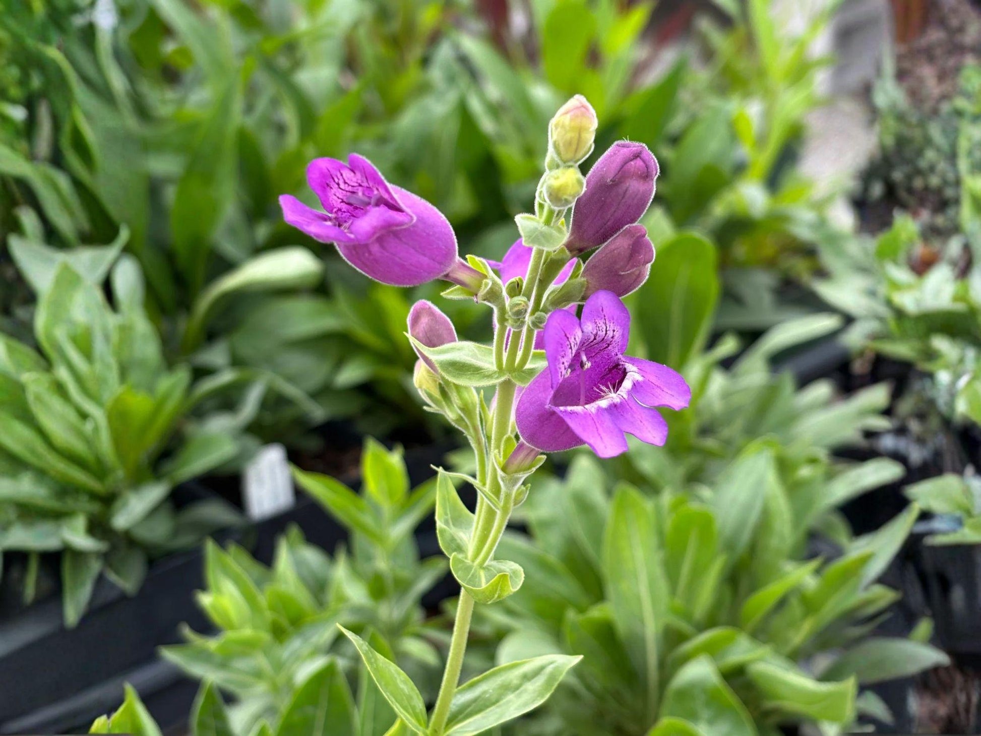 Penstemon cobaea Seeds – Showy Beardtongue Native Wildflower, Pink & White, Heirloom, Non-GMO, Pollinator Garden Flower, 40 Seeds