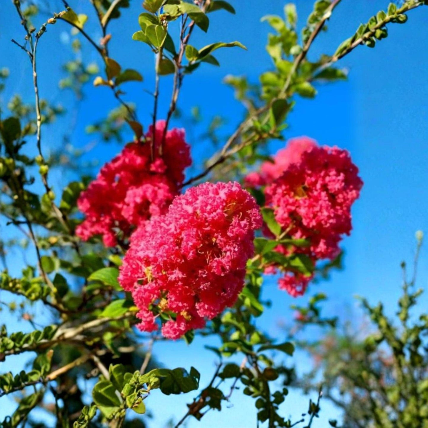 Crape Myrtle Tree Cuttings 8 Pack Pink Flowering Ornamental Garden Plants Unrooted 5-6 Inches