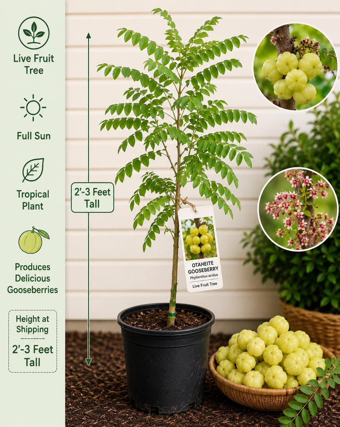 Otaheite Gooseberry Live Fruit Tree – Phyllanthus acidus – Tropical Edible Landscape Plant, 2–3 Feet Tall