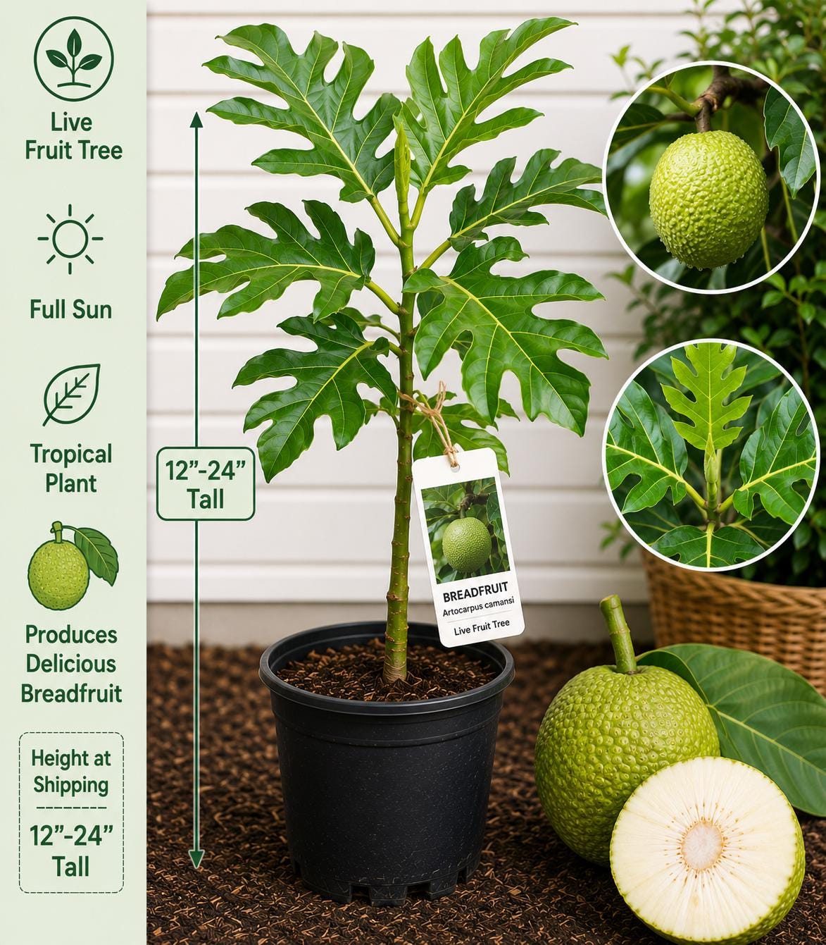 Breadfruit Live Fruit Tree – 12–24 Inches Tall – Artocarpus camansi – Tropical Edible Landscape Plant