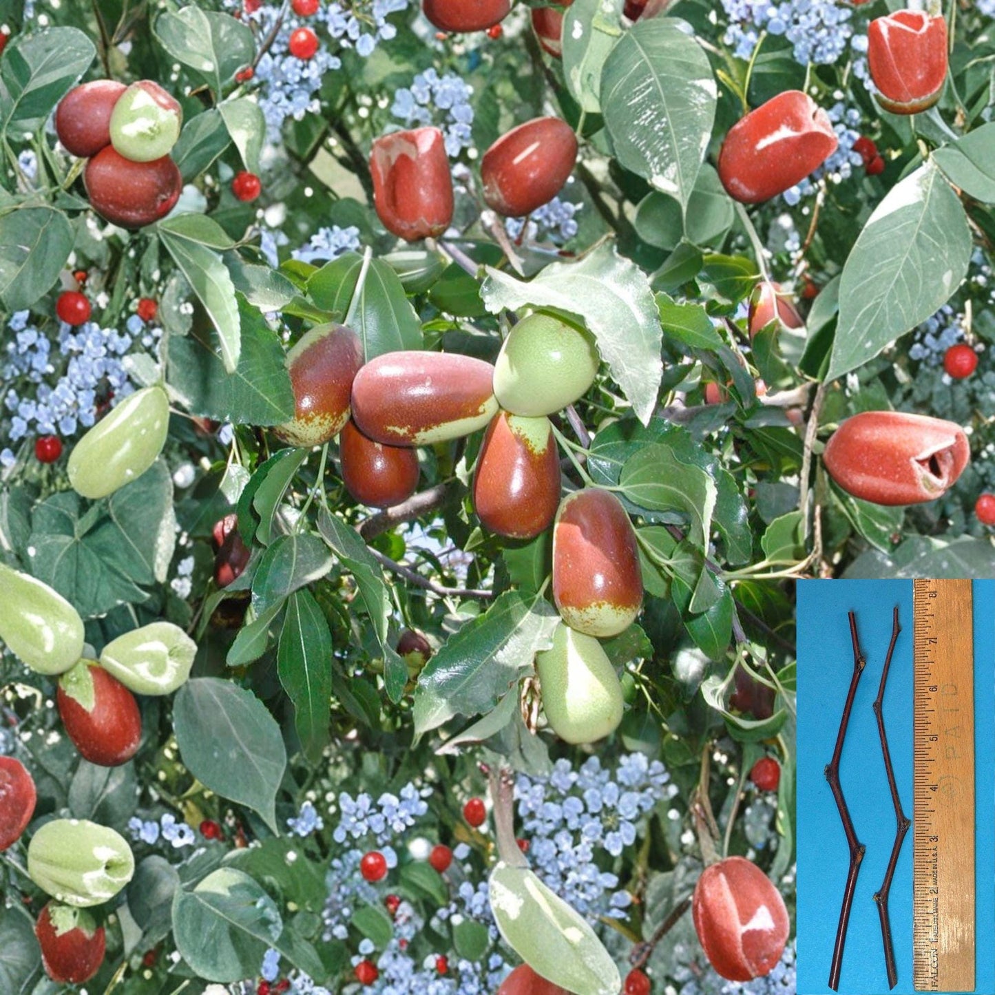 Lang Jujube Cuttings – Unrooted Ziziphus jujuba Grafting Stock – 8 Inch Fruit Tree Propagation