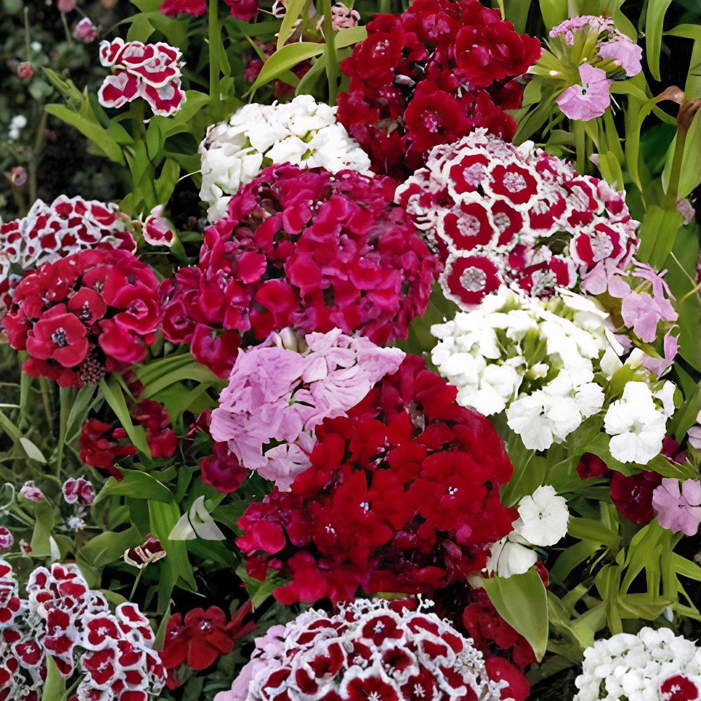 Sweet William Seeds 100 Pack Dianthus barbatus Flower Seeds for Garden, Borders, Containers, Pollinator Gardens