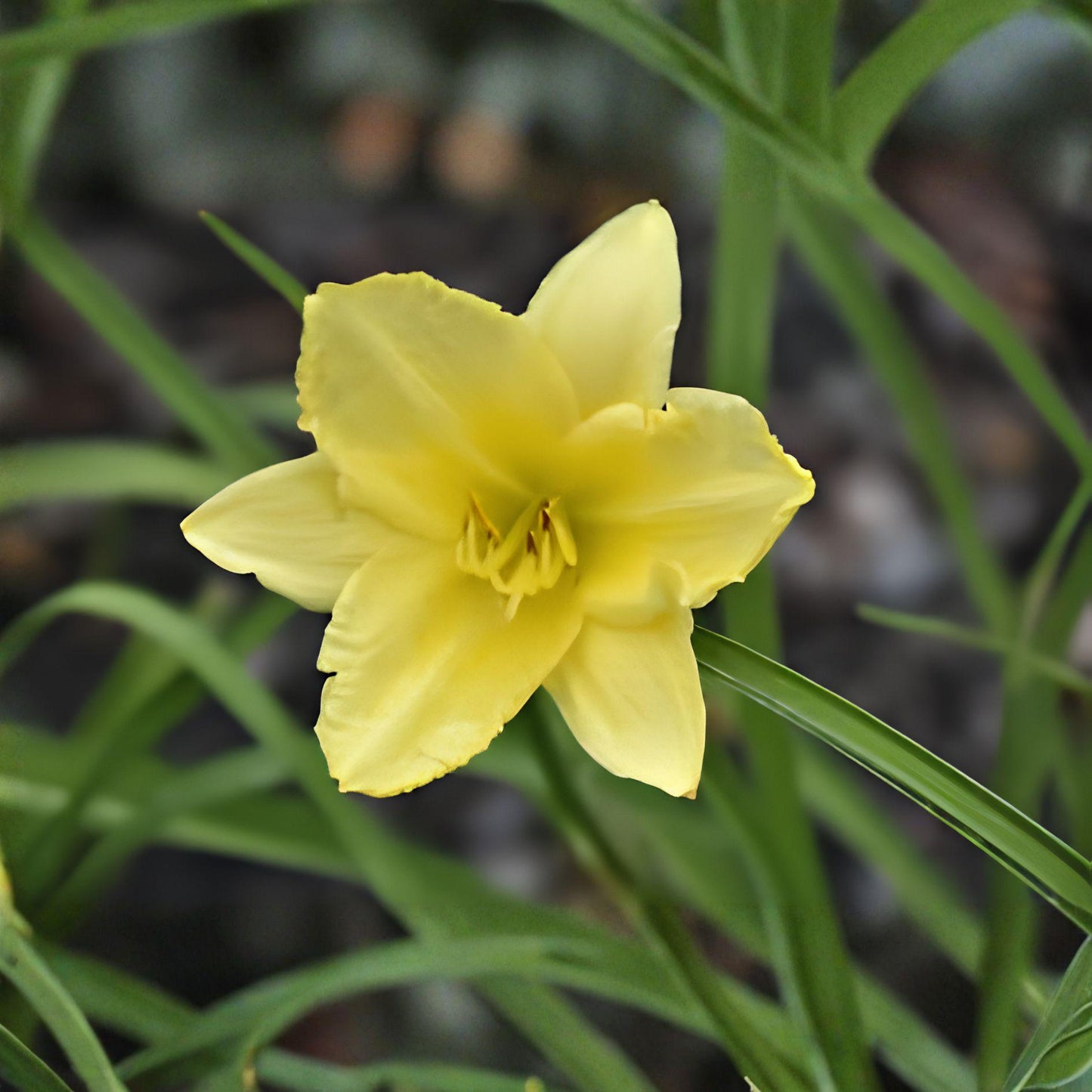 Big Time Happy Daylily Plant – Hemerocallis 'Big Time Happy' – Bright Yellow Trumpet Flowers, Perennial Flowering Plant, Clumping Growth