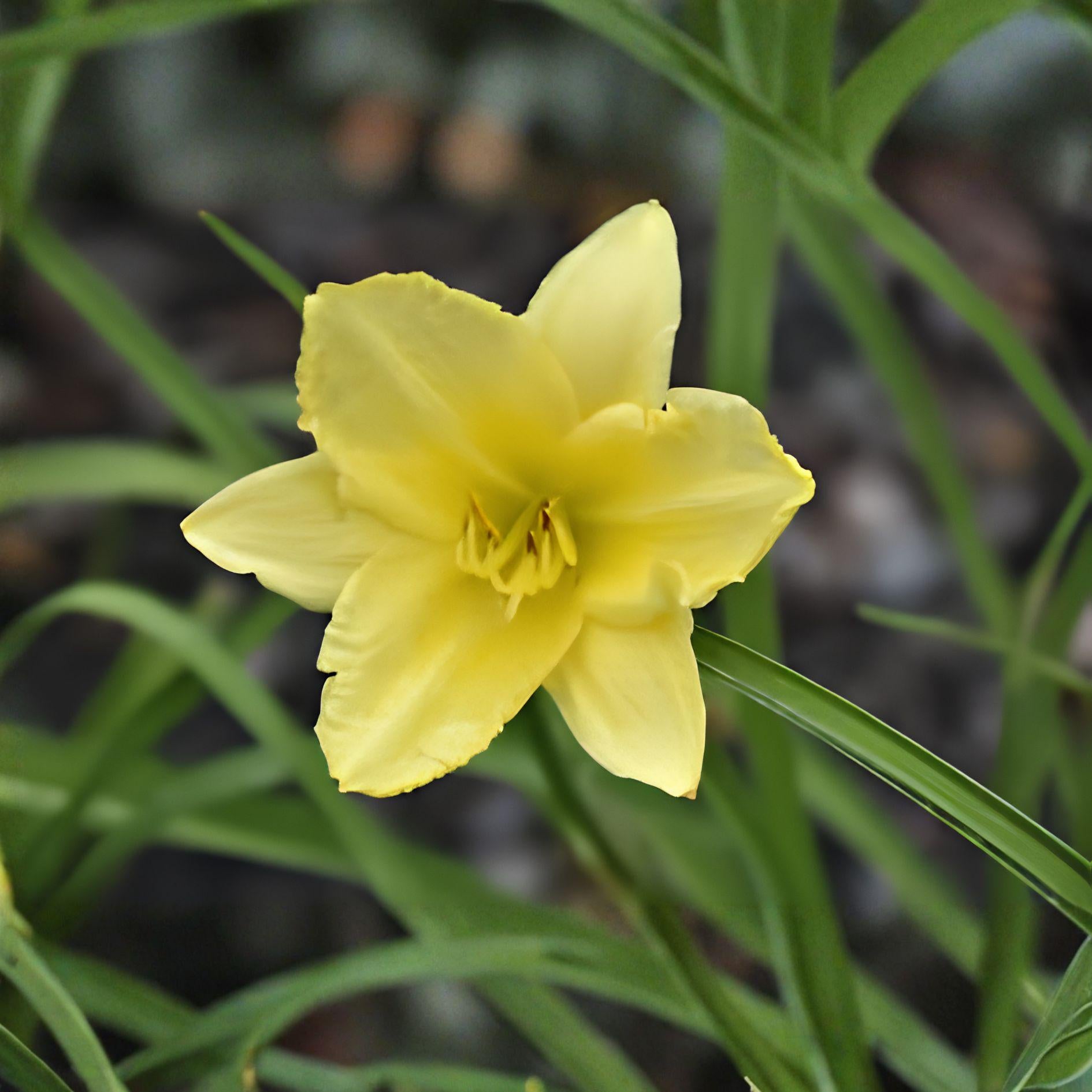 Big Time Happy Daylily Plant – Hemerocallis 'Big Time Happy' – Bright Yellow Trumpet Flowers, Perennial Flowering Plant, Clumping Growth