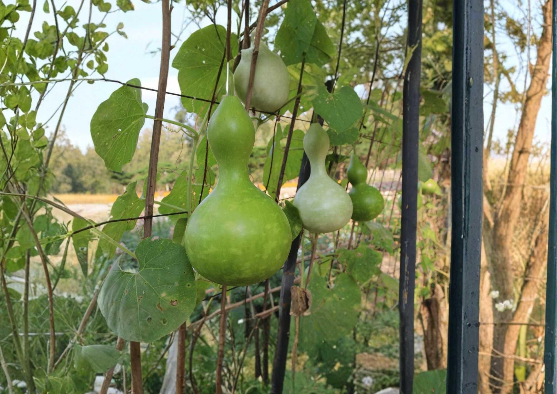 Purple Martin Birdhouse Gourd Seeds – Heirloom Large Hard-Shell Ornamental and Craft Gourd Variety
