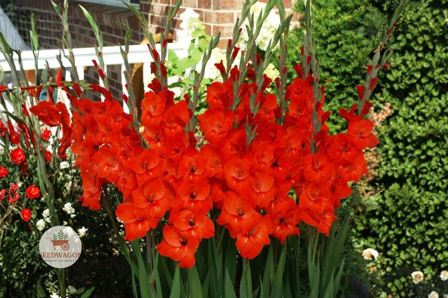 red gladiolus bulbs, summer flowering corms, tall garden flowers, cut flower gladiolus, vibrant red blooms, garden border plants, floral bouquet flowers, tall summer bulbs, garden bed flowers, bold red flower spikes, easy grow gladiolus, summer flower bulbs, vertical garden plants