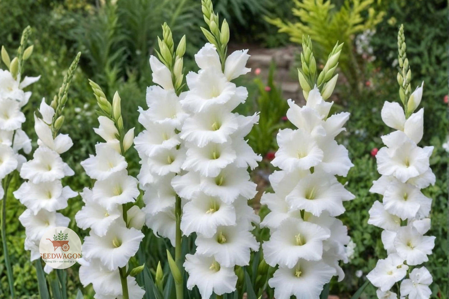 white gladiolus bulbs, summer flower bulbs, tall garden flowers, white cut flowers, wedding floral decor, garden border plants, elegant flower spikes, summer bloom corms, tall white flowers, floral arrangement flowers, easy grow gladiolus, garden bed bulbs, flower spike plants