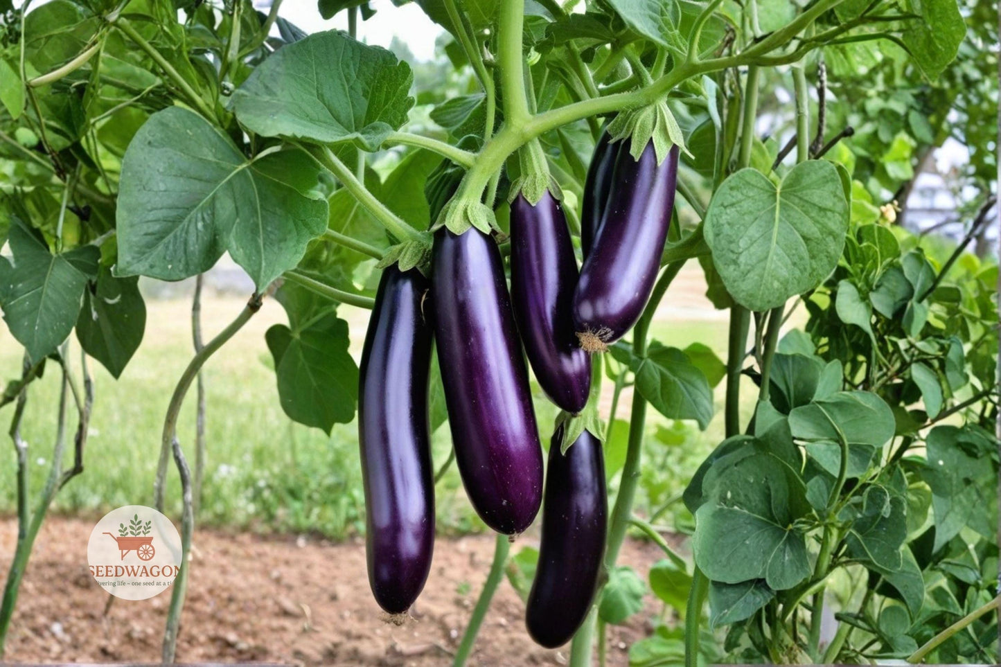 eggplant seeds, heirloom vegetable seeds, purple eggplant seeds, non-GMO garden seeds, vegetable garden seeds, heirloom eggplant, culinary seed packets, warm season vegetable, container gardening seeds, high yield eggplant, edible garden seeds, cooking vegetable seeds, garden seed packets