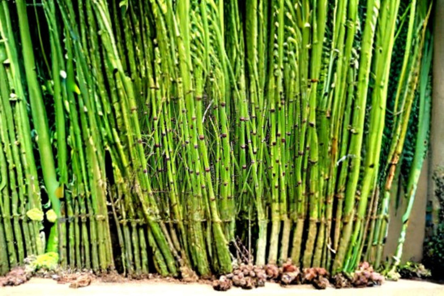 Horsetail Plant Cutting – Equisetum hyemale – Aquatic Water Garden Plant for Ponds & Landscape