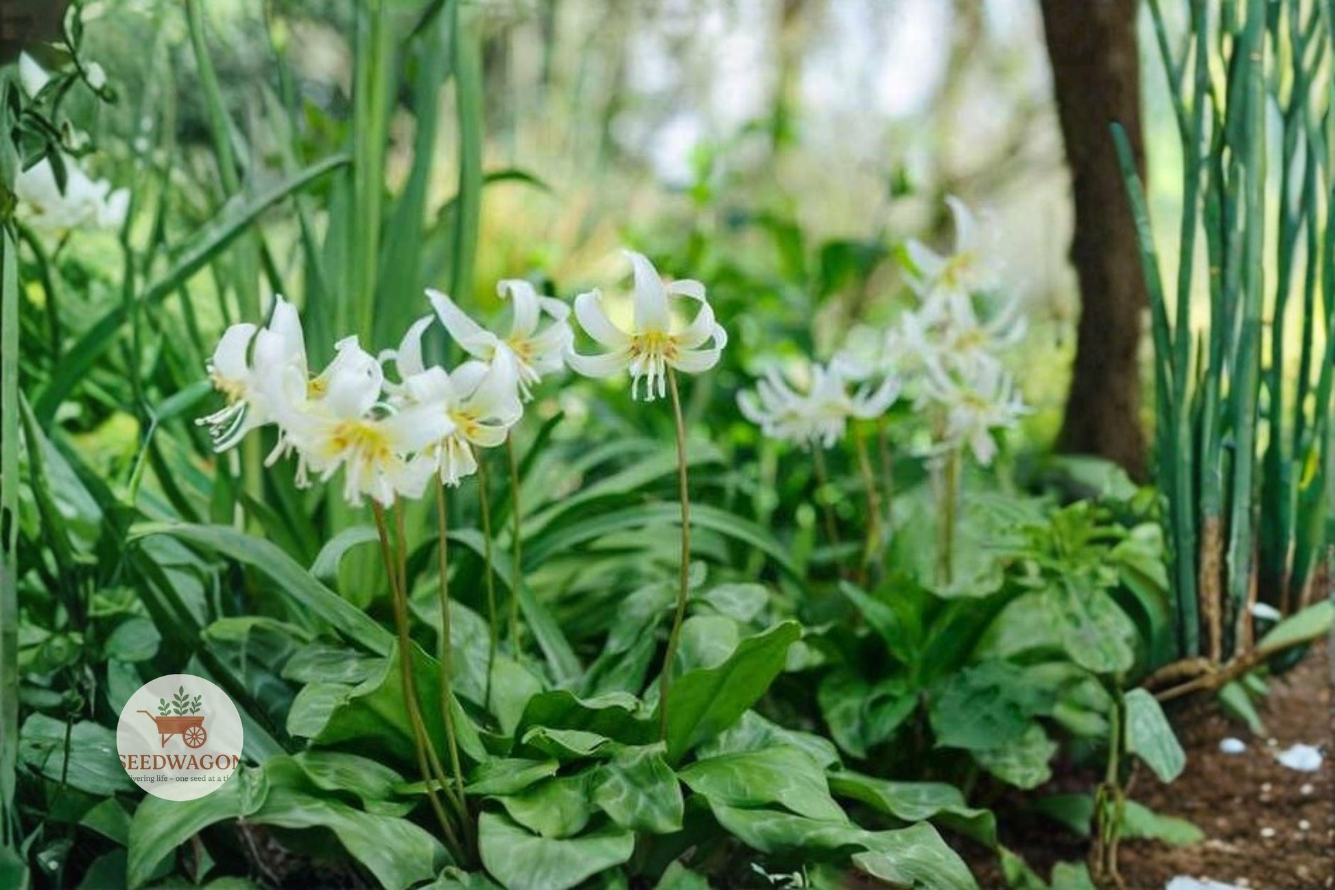white trout lily seeds, native spring wildflower, shade garden bulbs, woodland garden plants, early spring ephemerals, mottled foliage plants, pollinator friendly seeds, naturalized garden bulbs, low maintenance bulbs, woodland shade plants, organic garden seeds, native wildflower seeds, ephemeral spring bulbs