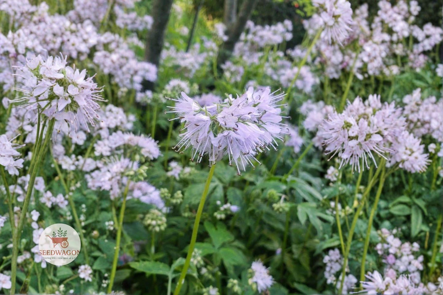 Virginia Waterleaf seeds,Native woodland wildflower,Shade garden plant,Pollinator attracting seeds,Spring bloom wildflower,Lavender flower seeds,Perennial woodland plant,Moist soil wildflower,Native plant seeds,Forest garden wildflower,Unique foliage seeds,Eco-friendly garden plant,Naturalized landscape seeds