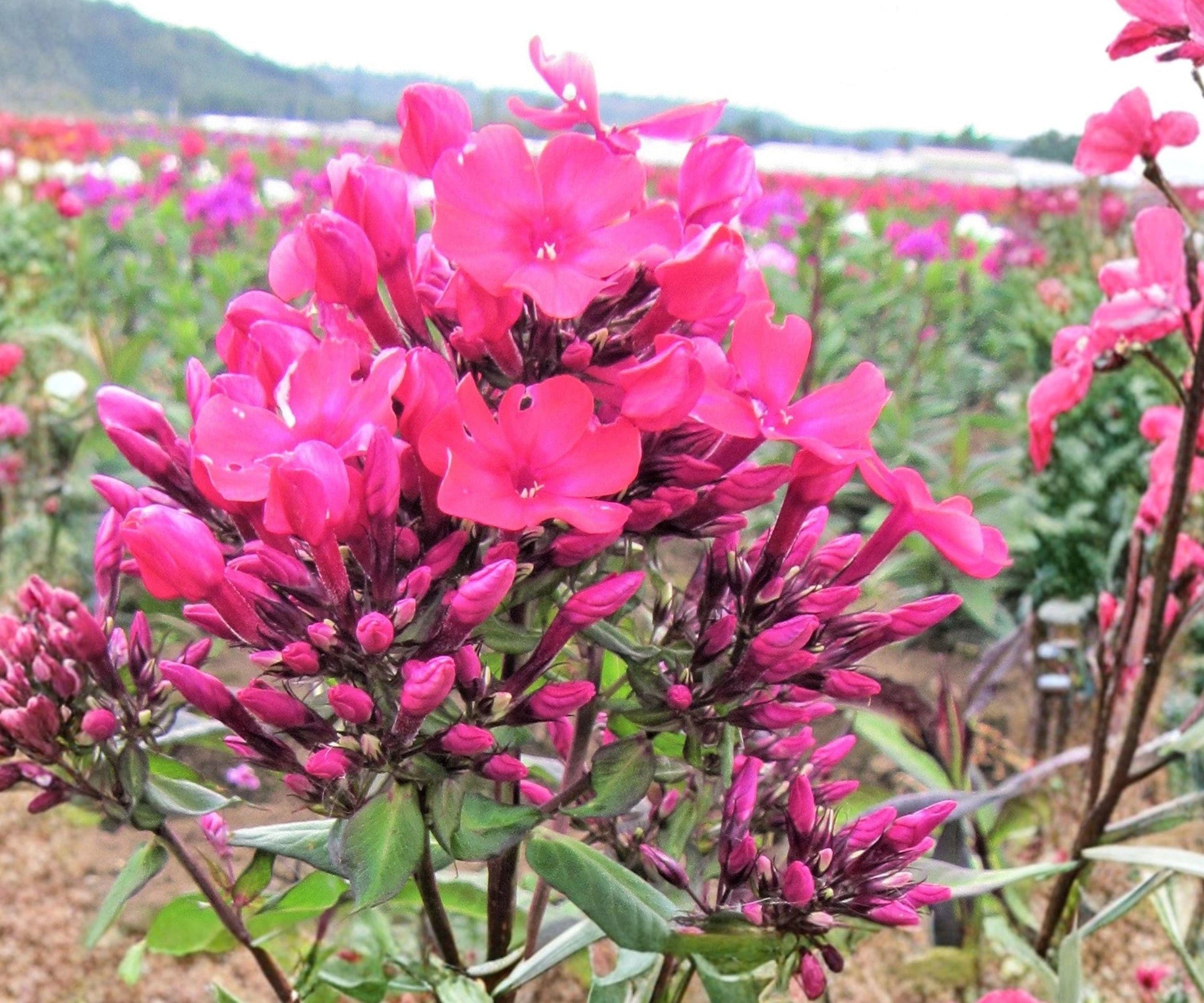 Phlox Starfire Bare Root Plant – Deep Red Fragrant Perennial Flower, Zone 4-8, Herbaceous Garden Plant