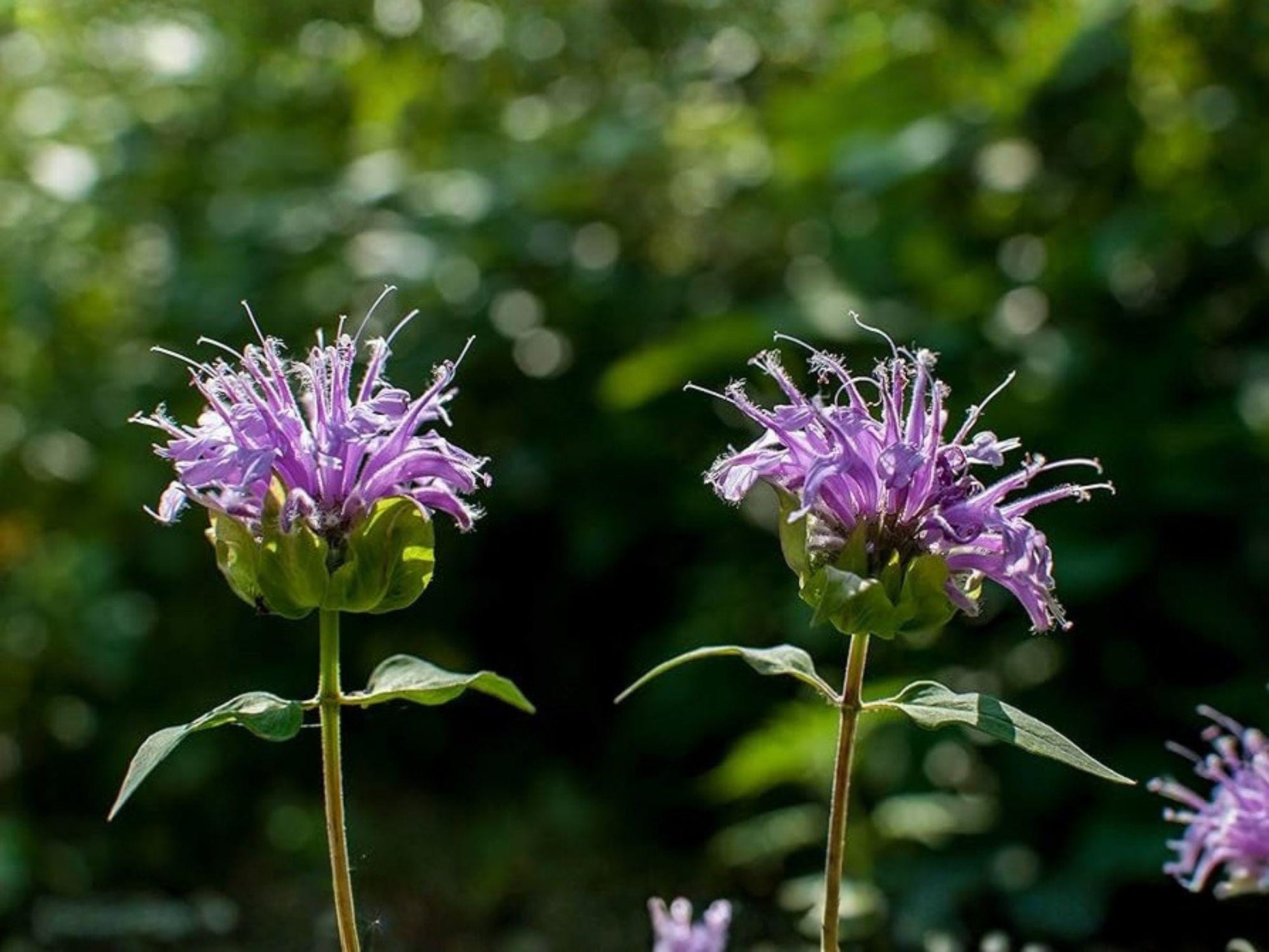 Purple Bergamot Seeds – Heirloom Monarda media for Pollinator Gardens, Non-GMO, Open-Pollinated, Wildflower, Native Perennial