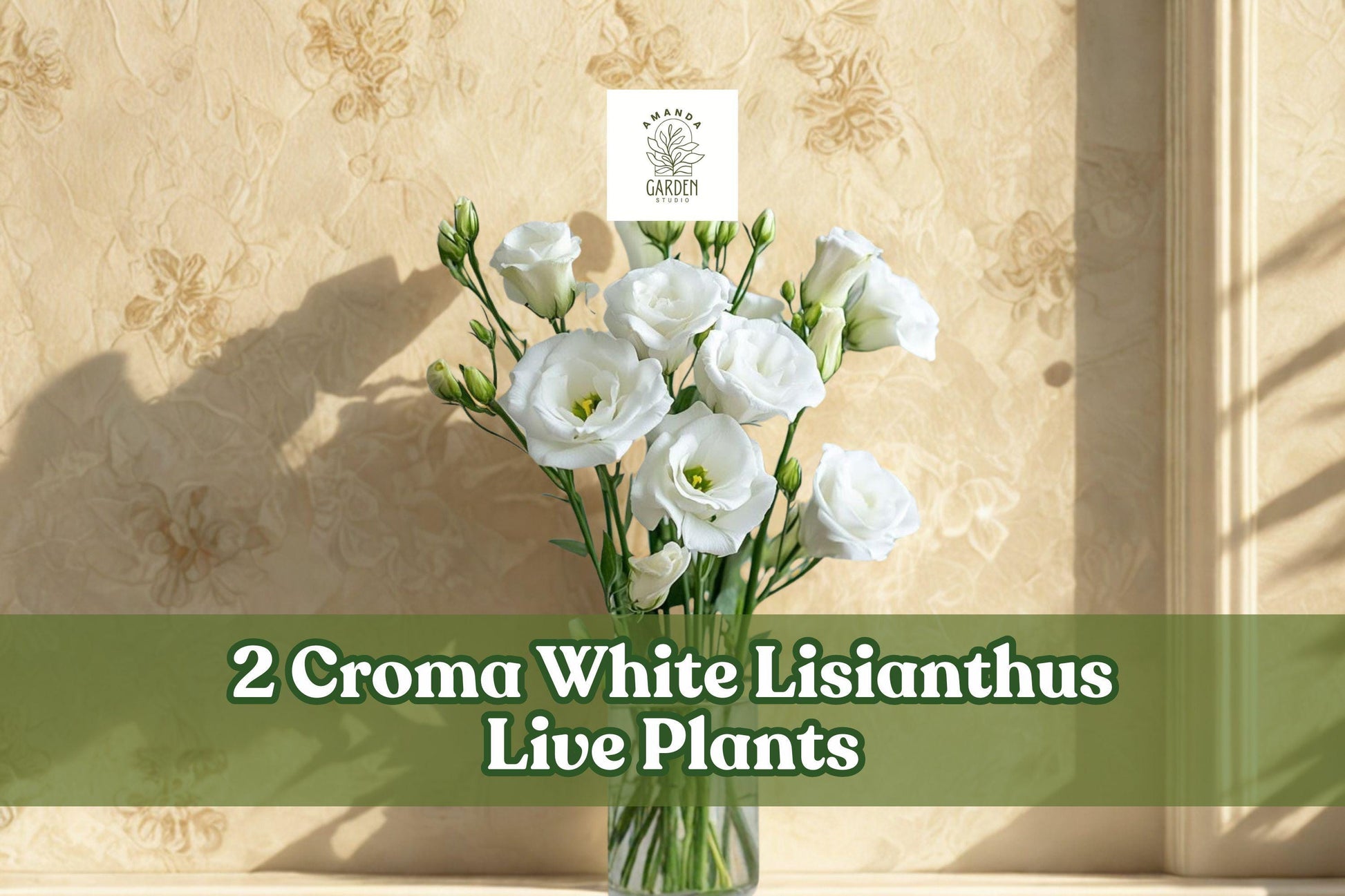2 Croma White Lisianthus Live Plants | Eustoma grandiflorum Starter Plugs for Containers & Garden