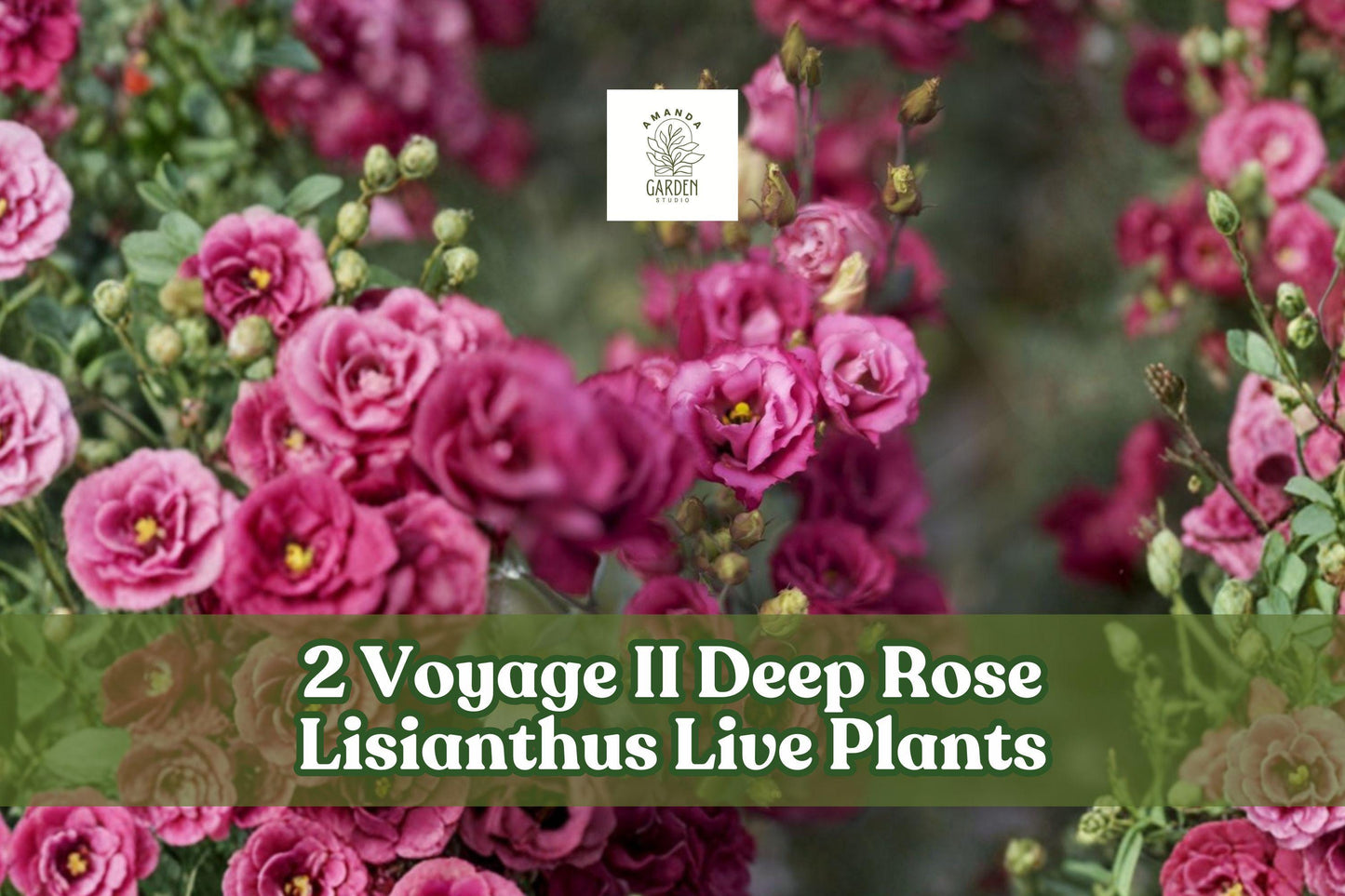 2 Voyage II Deep Rose Lisianthus Live Plants | Eustoma grandiflorum Starter Plants for Containers & Gardens