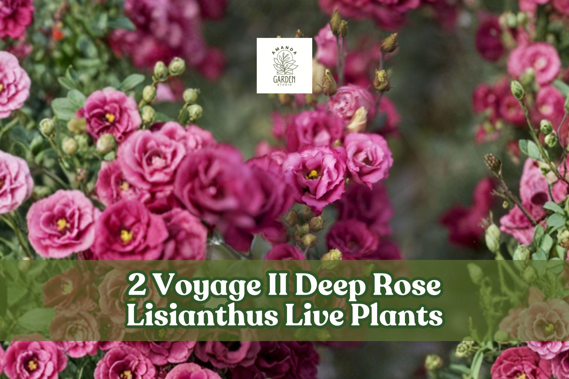 2 Voyage II Deep Rose Lisianthus Live Plants | Eustoma grandiflorum Starter Plants for Containers & Gardens