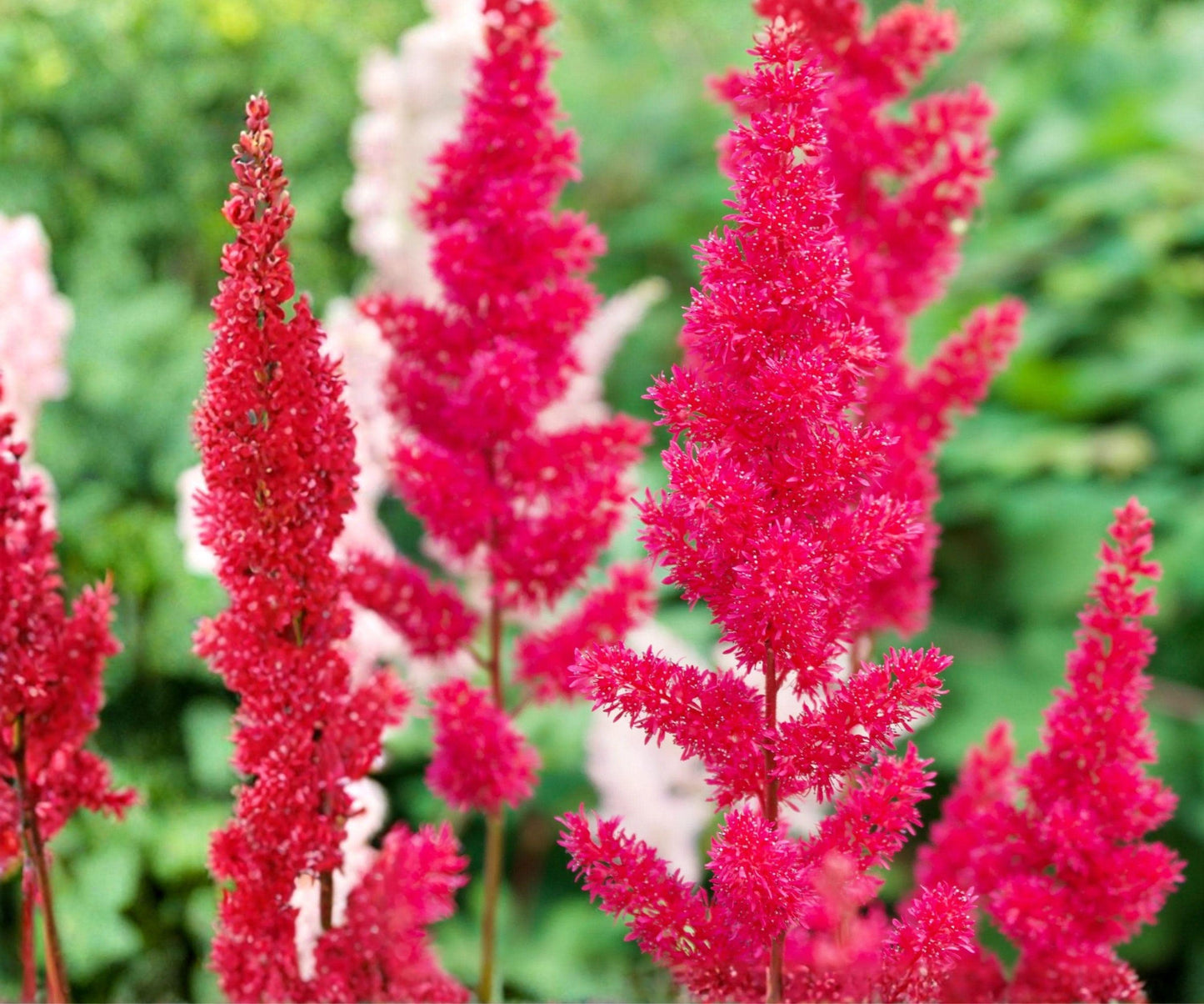 Astilbe Younique Carmine Bare Root Plant – Cherry Pink Feathery Plumes, Perennial, Zone 3-8