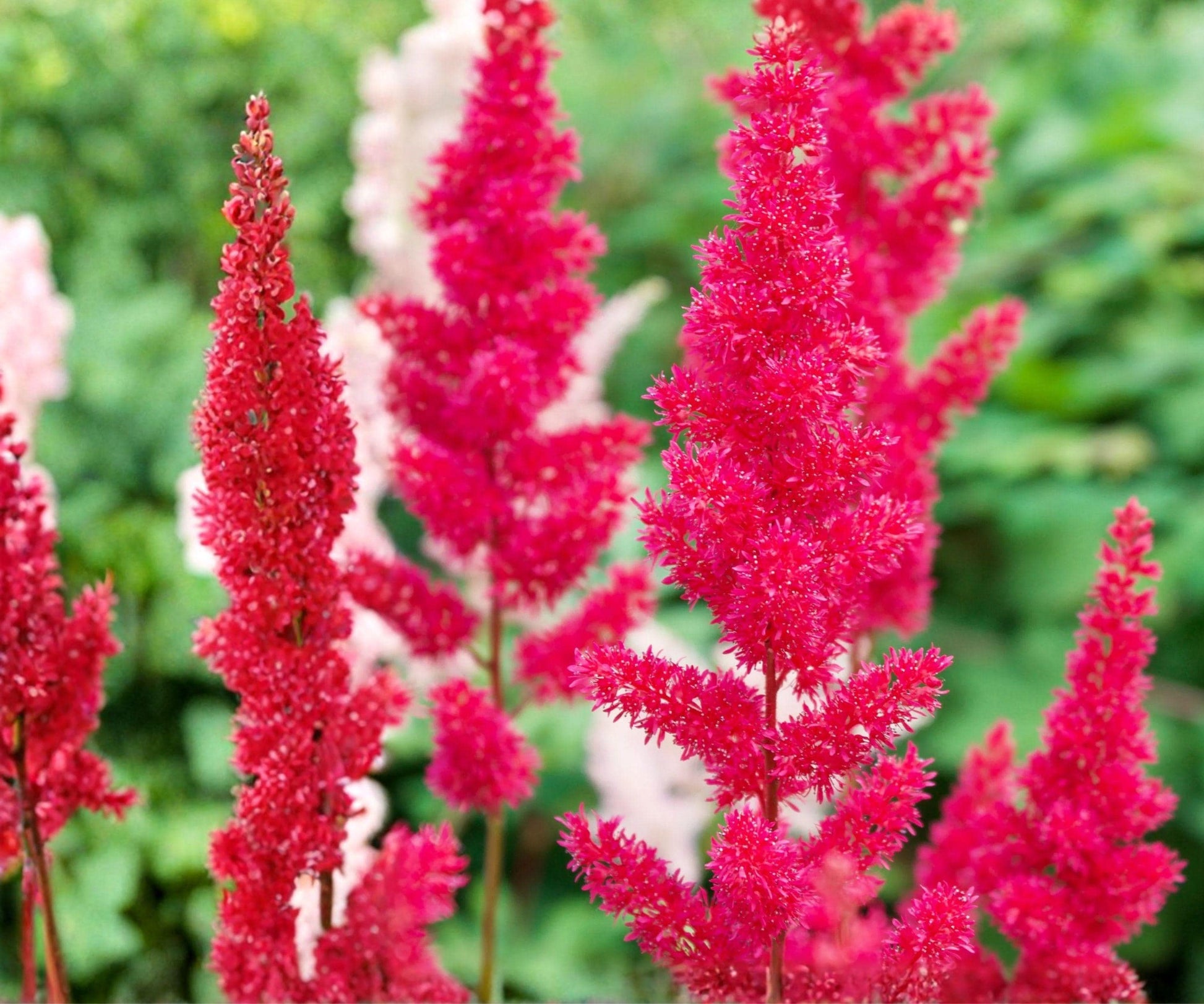 Astilbe Younique Carmine Bare Root Plant – Cherry Pink Feathery Plumes, Perennial, Zone 3-8