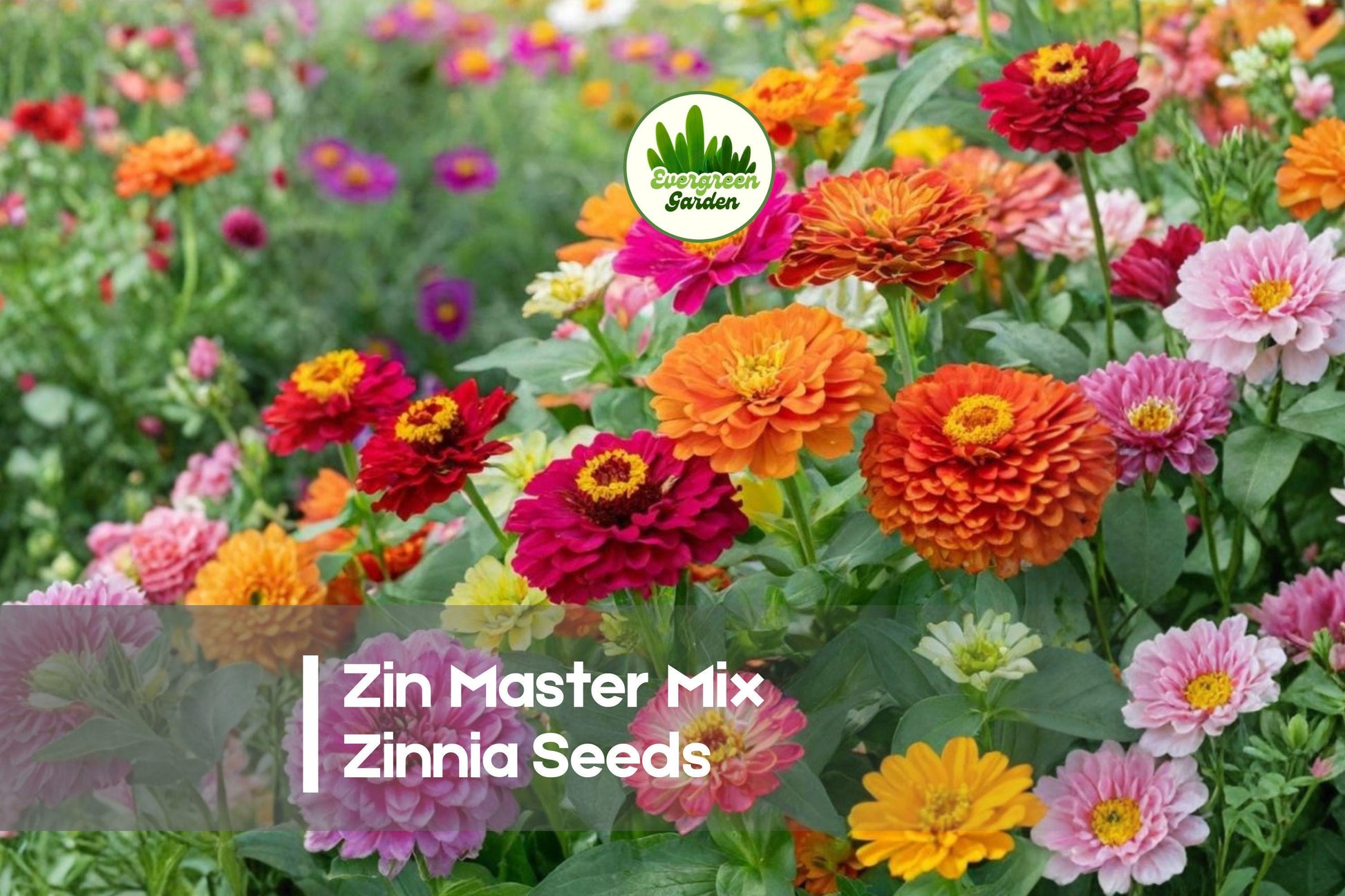 100 Zin Master Mix Zinnia Seeds | Bright Colorful Annual Flowers for Borders, Cut Flowers & Pollinator Gardens | Zinnia elegans