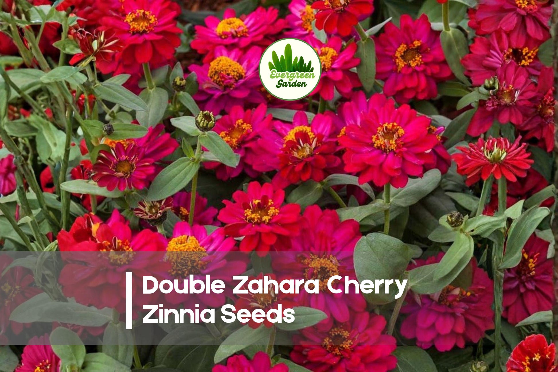 Double Zahara Cherry Zinnia Seeds, Zinnia marylandica, Bright Red, Annual, Compact, Full Sun, Garden Borders & Containers