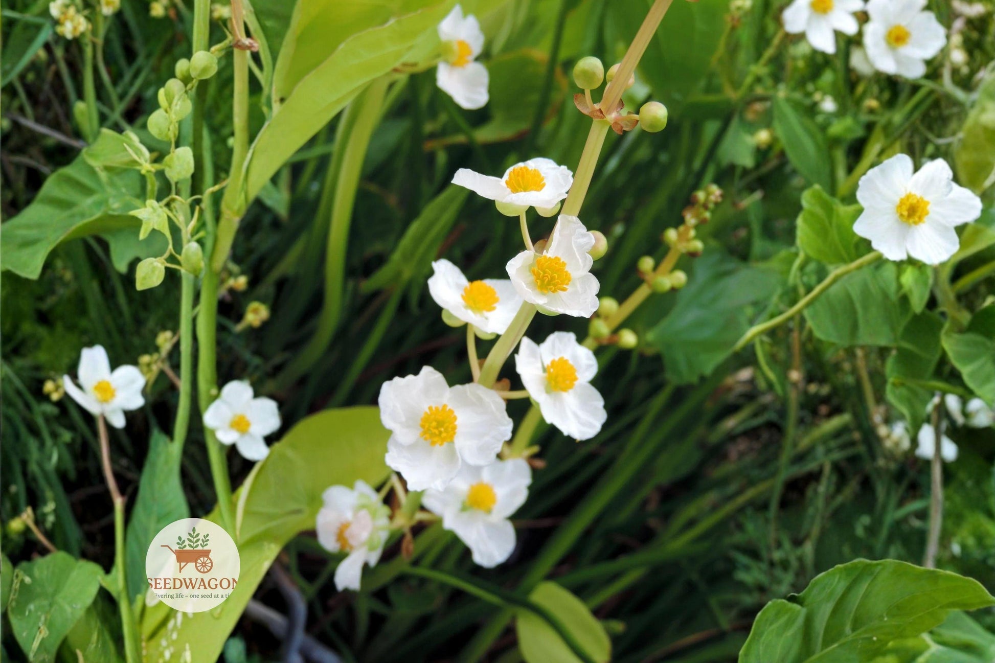 arrowhead seeds, native aquatic plant, pond plant seeds, wetland perennial seeds, white flower seeds, bog garden plant, water garden seeds, aquatic landscaping, native wetland seeds, aquatic perennial seeds, pond edge plant, wildflower seeds, water feature plant