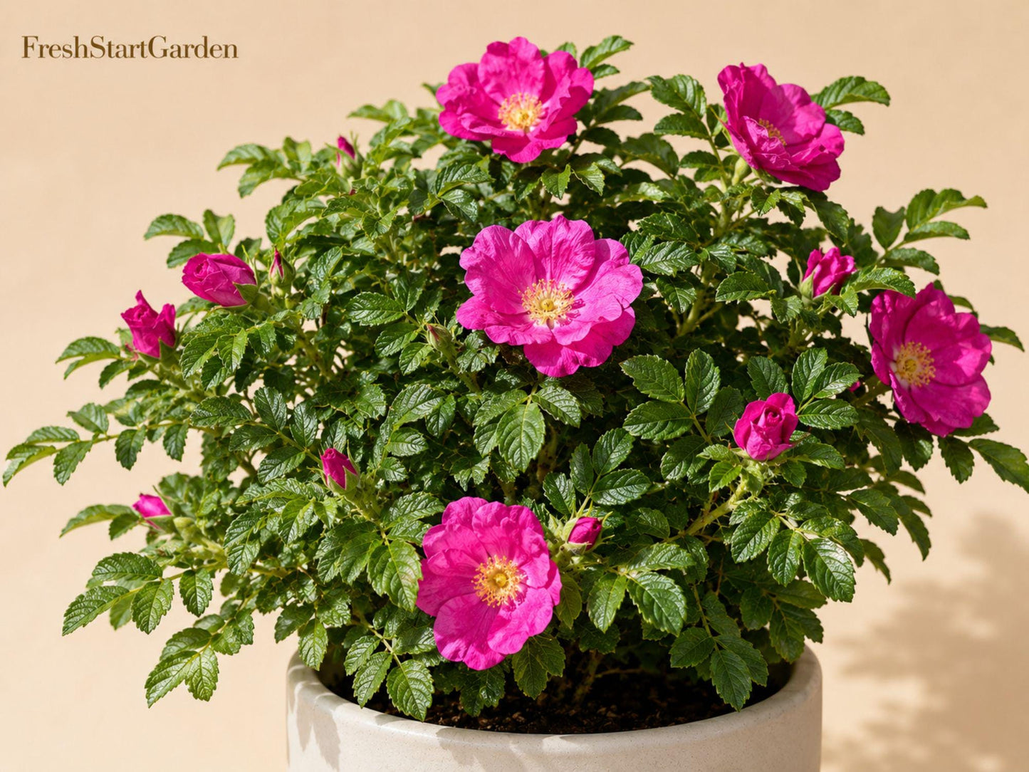 Rugosa Rose Bush Seedlings – Rosa rugosa Fragrant Shrub for Hedges, Cottage Gardens & Landscaping