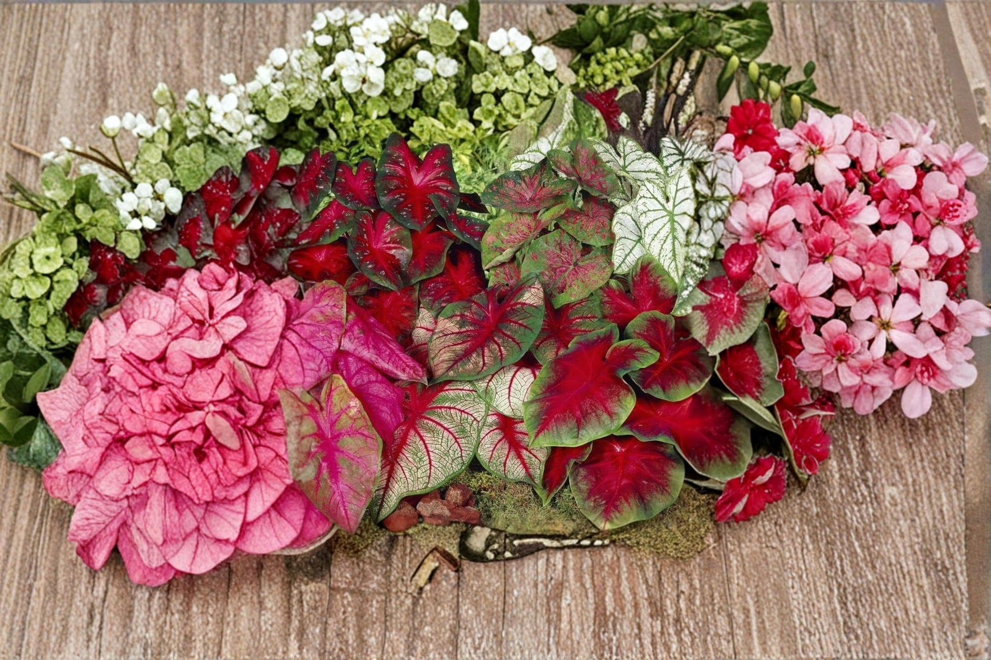 Pinky Swear Caladium Bulbs – Caladium bicolor Tropical Foliage Plant for Shade Gardens & Containers