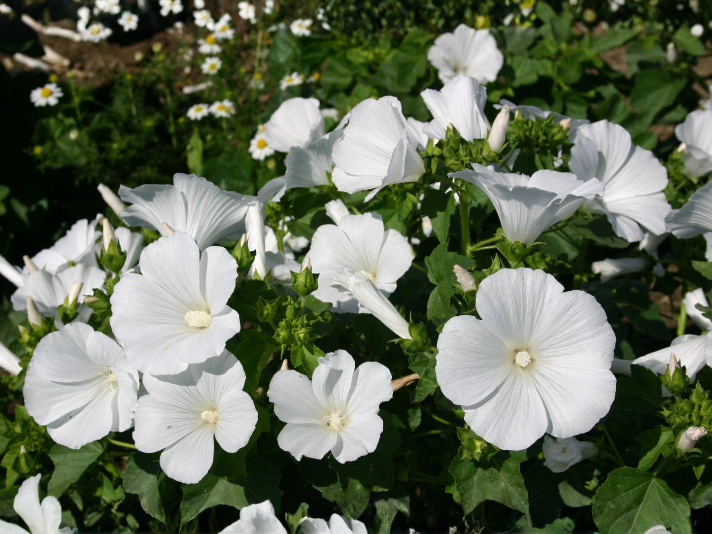 Dwarf White Rose Mallow Seeds – Lavatera trimestris, Cottage Garden Flowers, Pollinator-Friendly Annual, White Blooms, Container & Border Plant