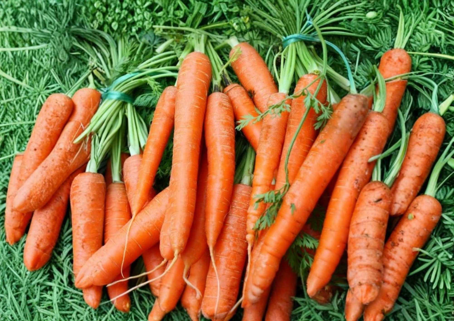 Chantenay Red Cored Carrot Seeds – Organic Heirloom Vegetable Seeds for Garden Planting, Sweet Crisp Orange Roots, High Yield