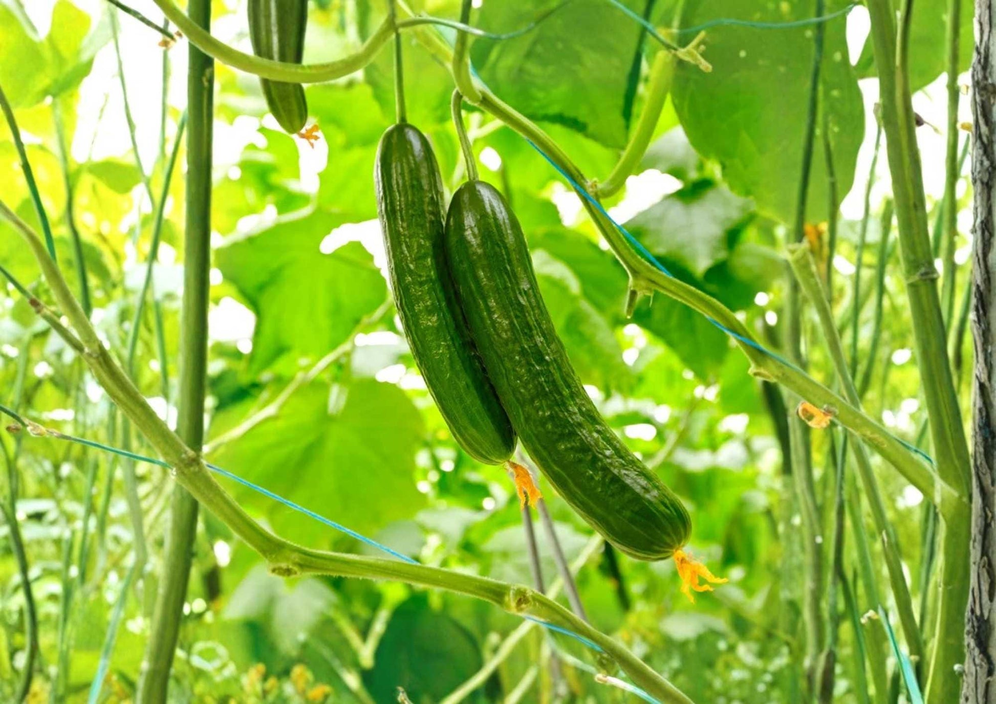 50+ Ashley Long Cucumber Seeds – Heirloom, Long Dark Green Slicing Cucumbers, High Yield Vegetable Seeds for Garden Planting