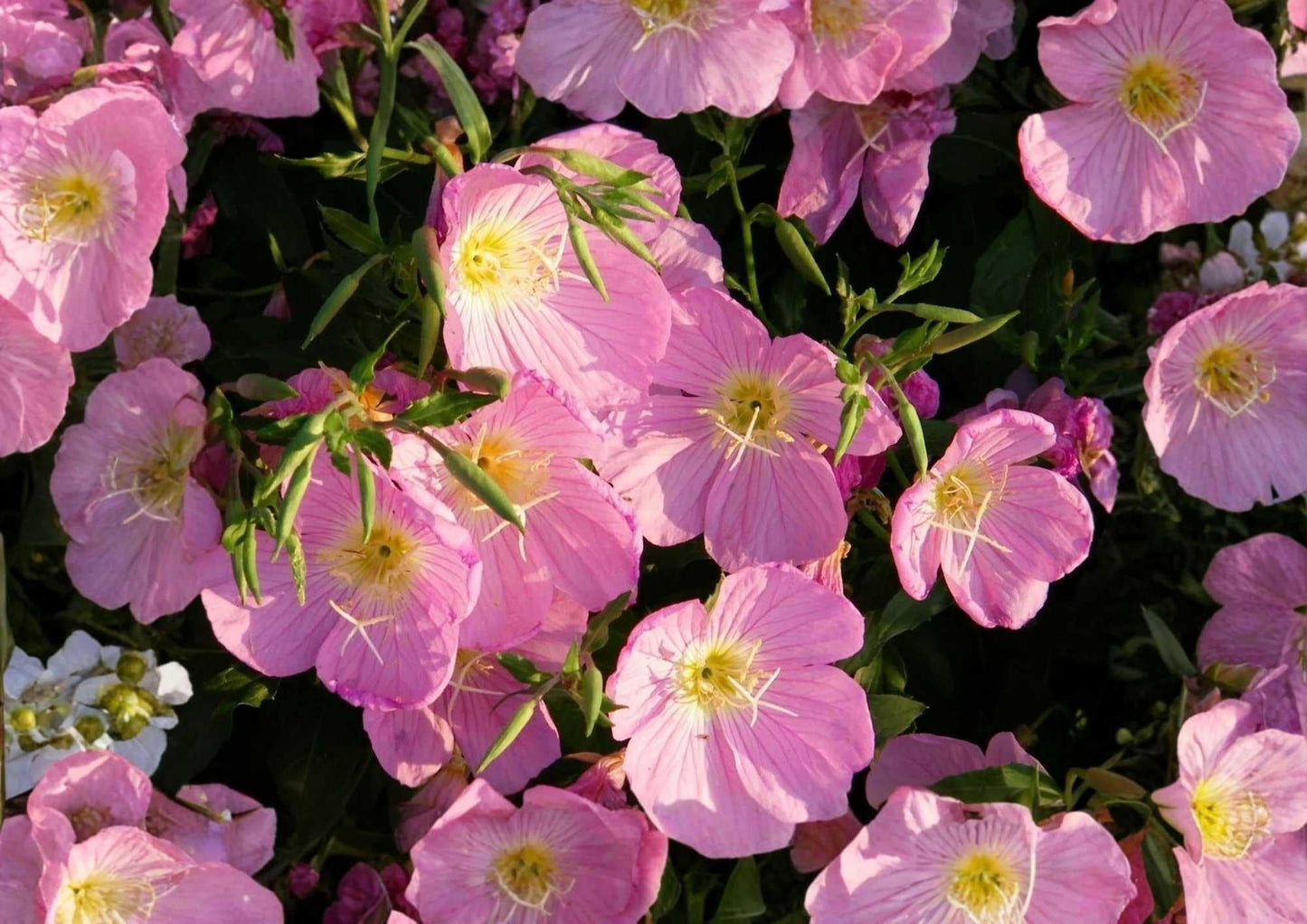Pink Evening Primrose Seeds, 500+ Flower Seeds for Garden Planting, Soft Pink Blooms, Fragrant, Pollinator-Friendly, Drought Tolerant, Oenothera speciosa