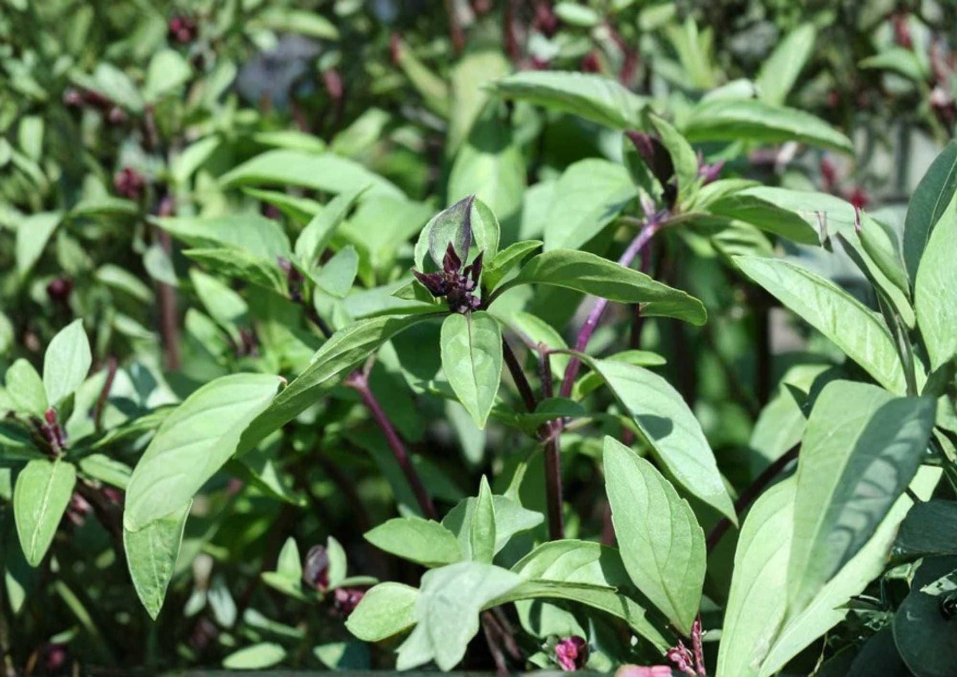600+ Cinnamon Basil Seeds Heirloom Herb Seeds for Culinary, Tea, Pollinator Garden | Sweet Spicy Aromatic Leaves, Purple Stems