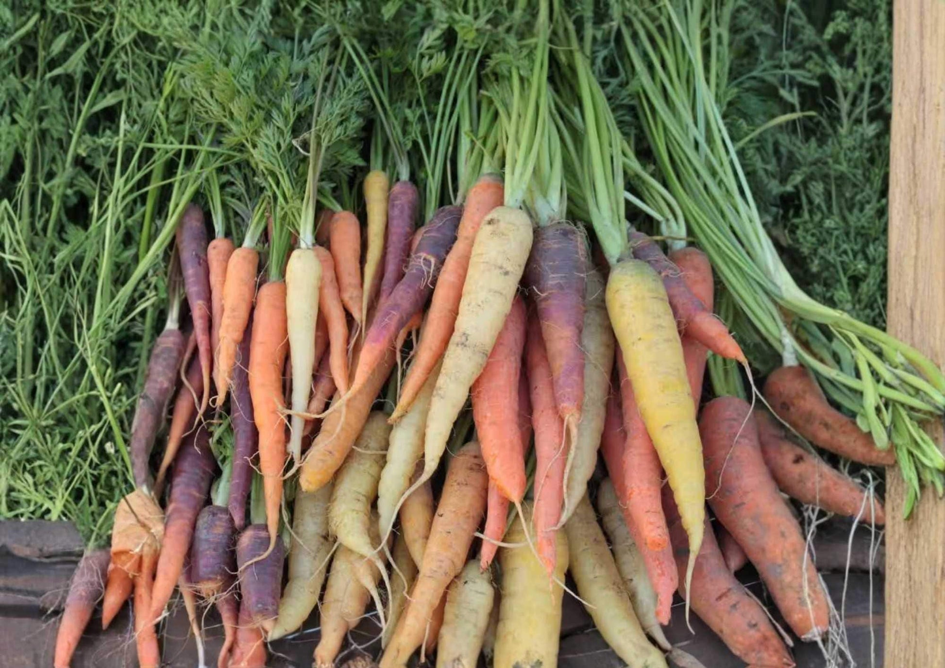 Rainbow Carrot Seeds Blend – Heirloom Non-GMO Vegetable Seeds for Garden Planting, Colorful Purple, Yellow, Orange, Red Roots