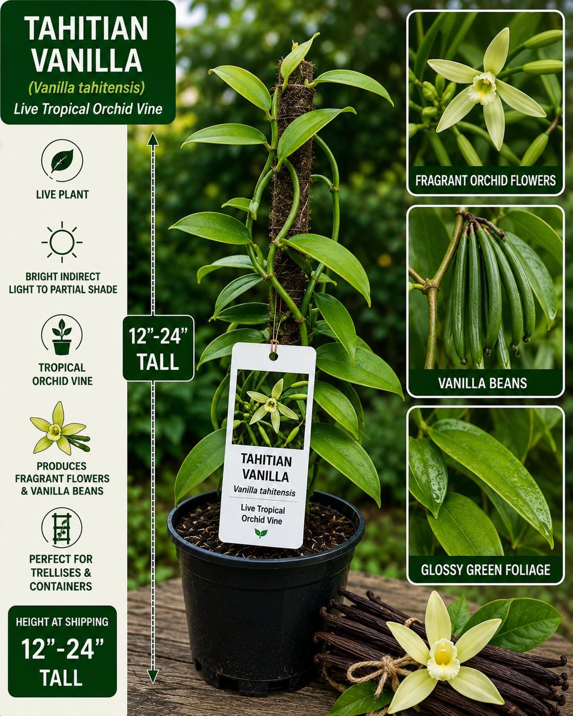 Tahitian Vanilla Live Vine 12–24 Inches, Vanilla tahitensis, Fragrant Climbing Orchid Plant for Containers & Gardens