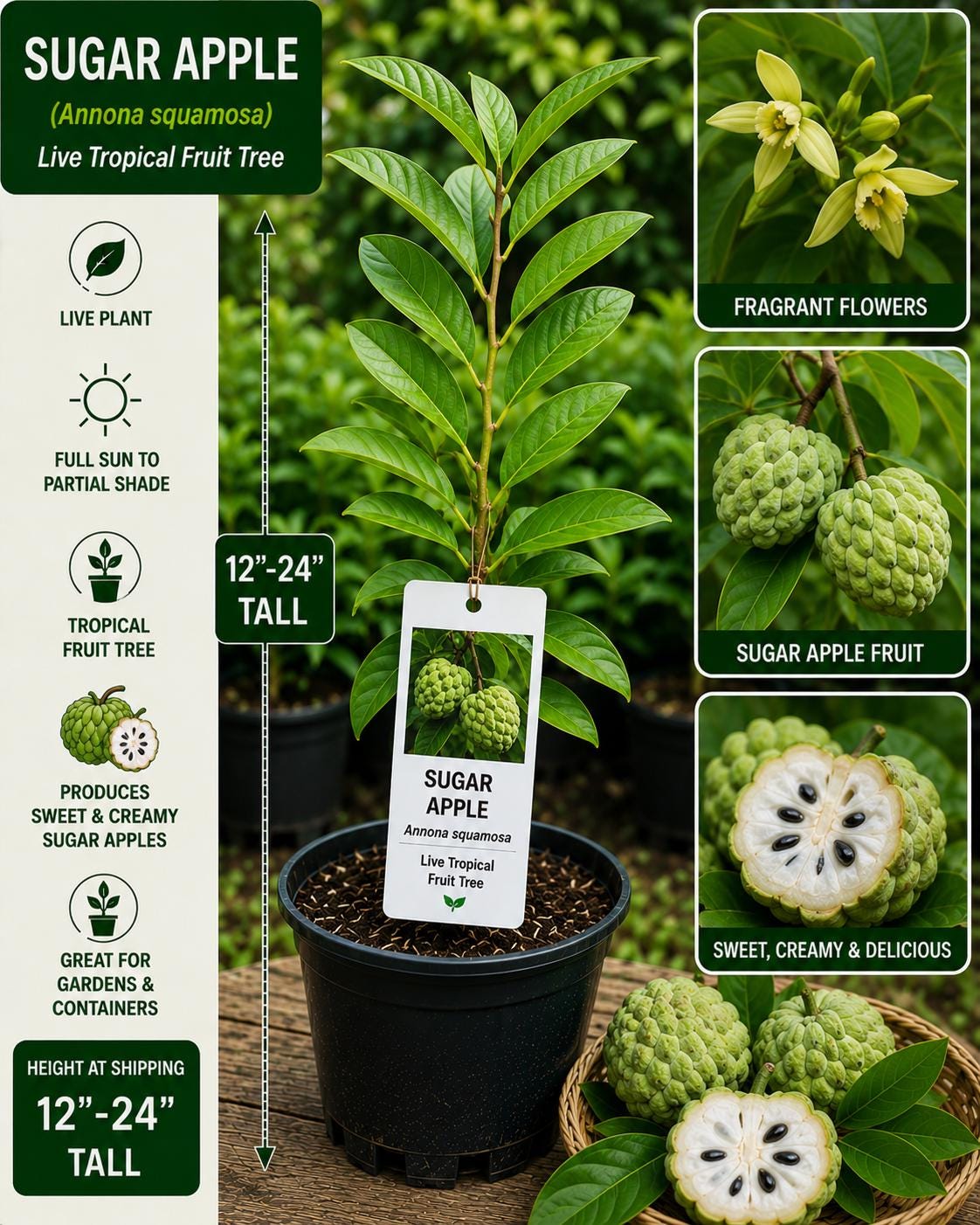 Live Sugar Apple Tree 12–24 Inches Tall | Annona squamosa Tropical Fruit Tree for Garden & Container Cultivation