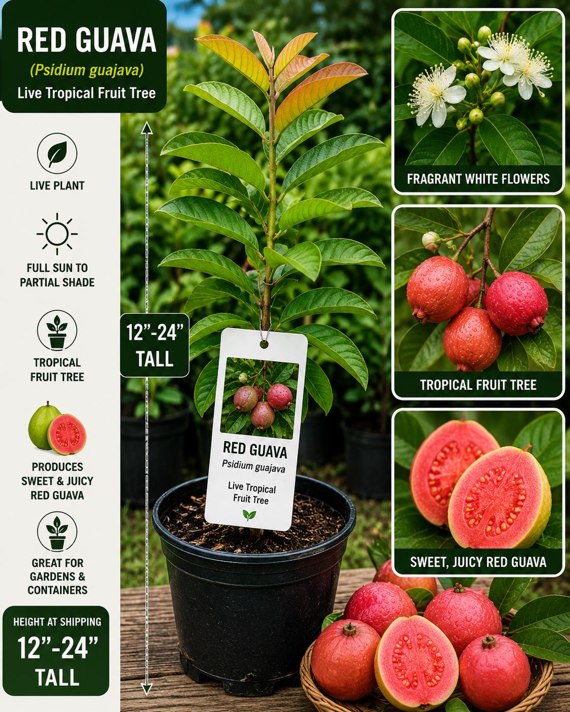 Red Guava Live Fruit Tree – 12–24 Inches Tall – Psidium guajava – Tropical Fruit Tree for Garden or Container Planting