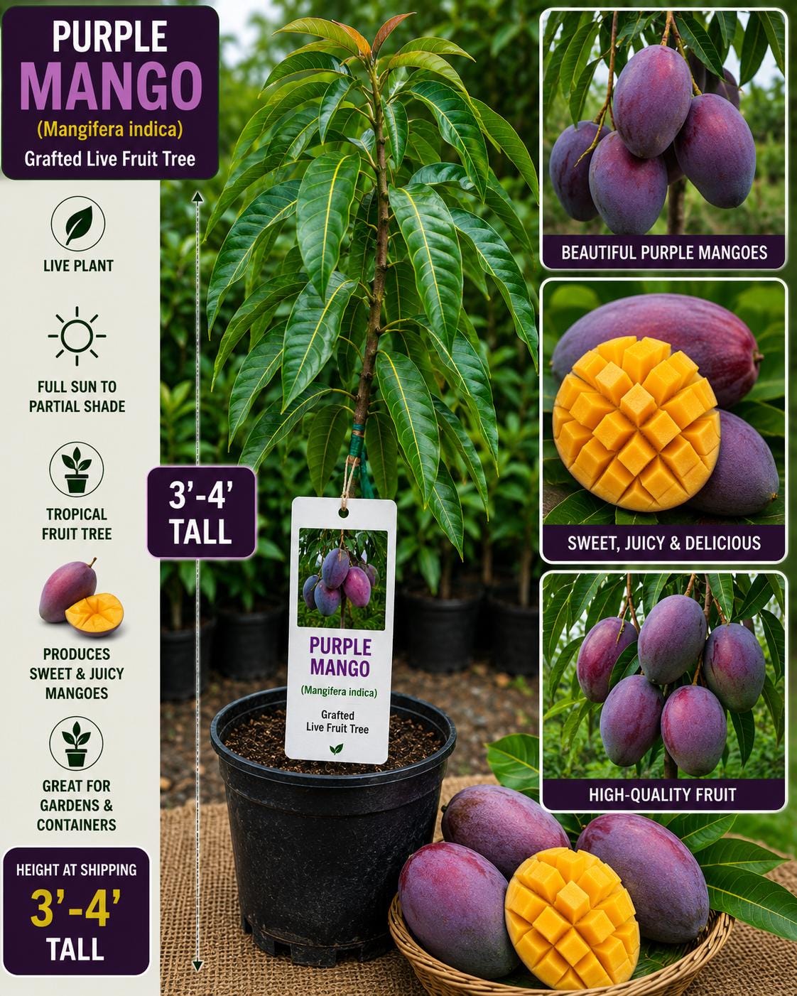 Purple Mango Live Fruit Tree – 3-4 Feet Tall – Mangifera indica – Tropical Grafted Mango Tree for Backyard or Container Cultivation