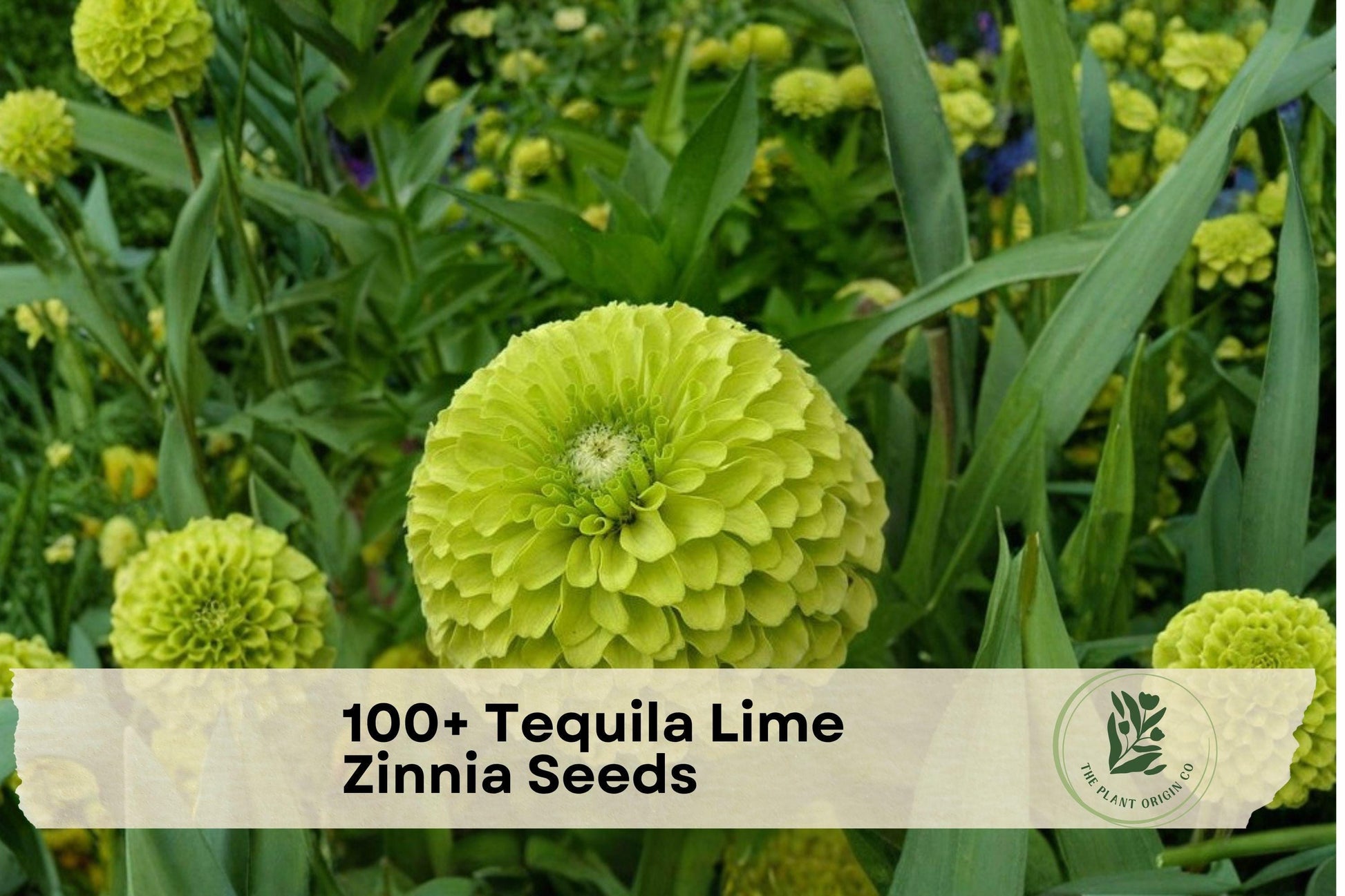 Tequila Lime Zinnia Seeds - 100+ Lime Green Annual Flowers for Borders, Containers, Garden Beds - Zinnia elegans