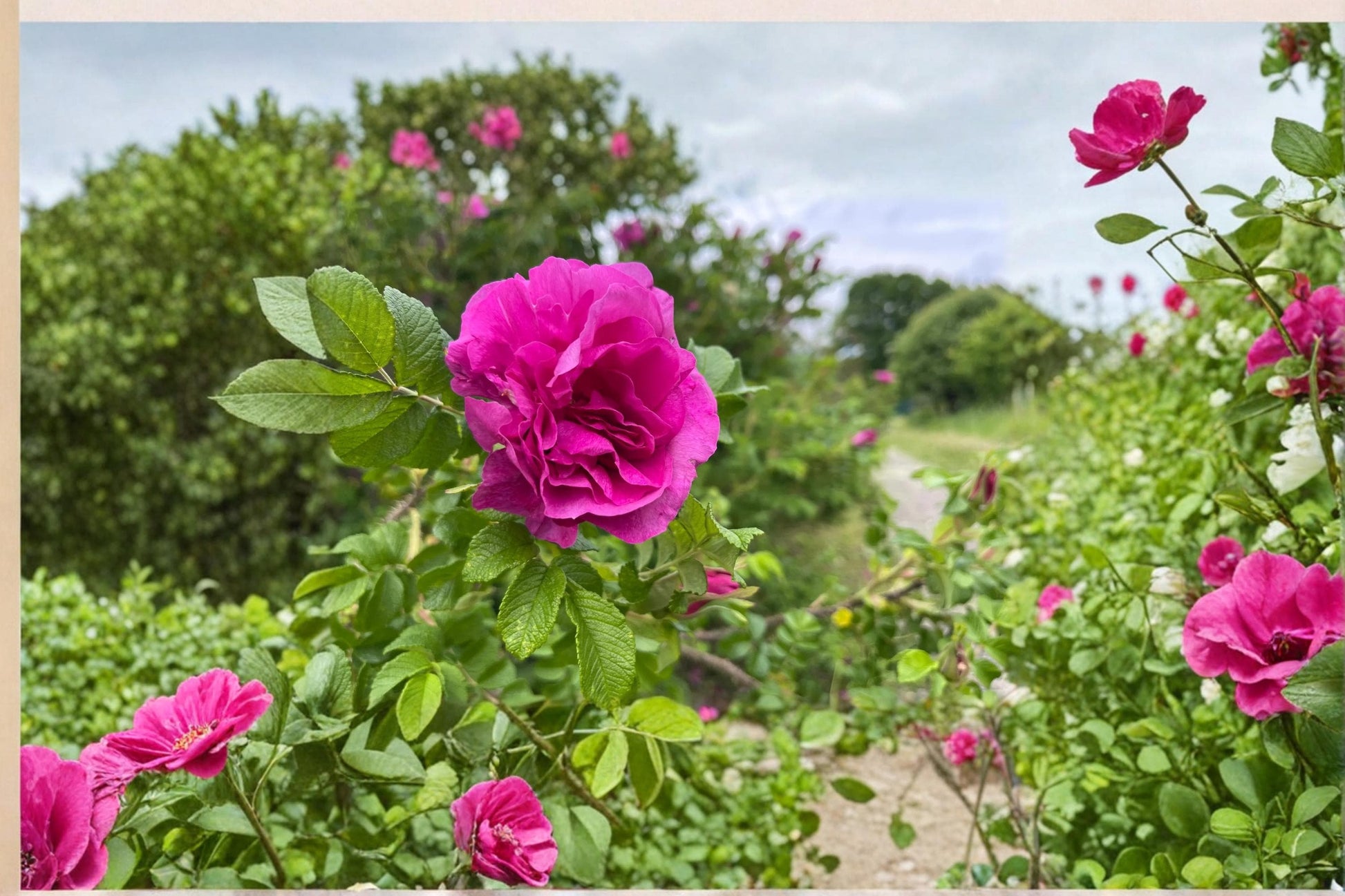 Rugosa Rose Seedling – Rosa rugosa Flowering Shrub for Garden, Landscape, Full Sun, Hardy Perennial Plant