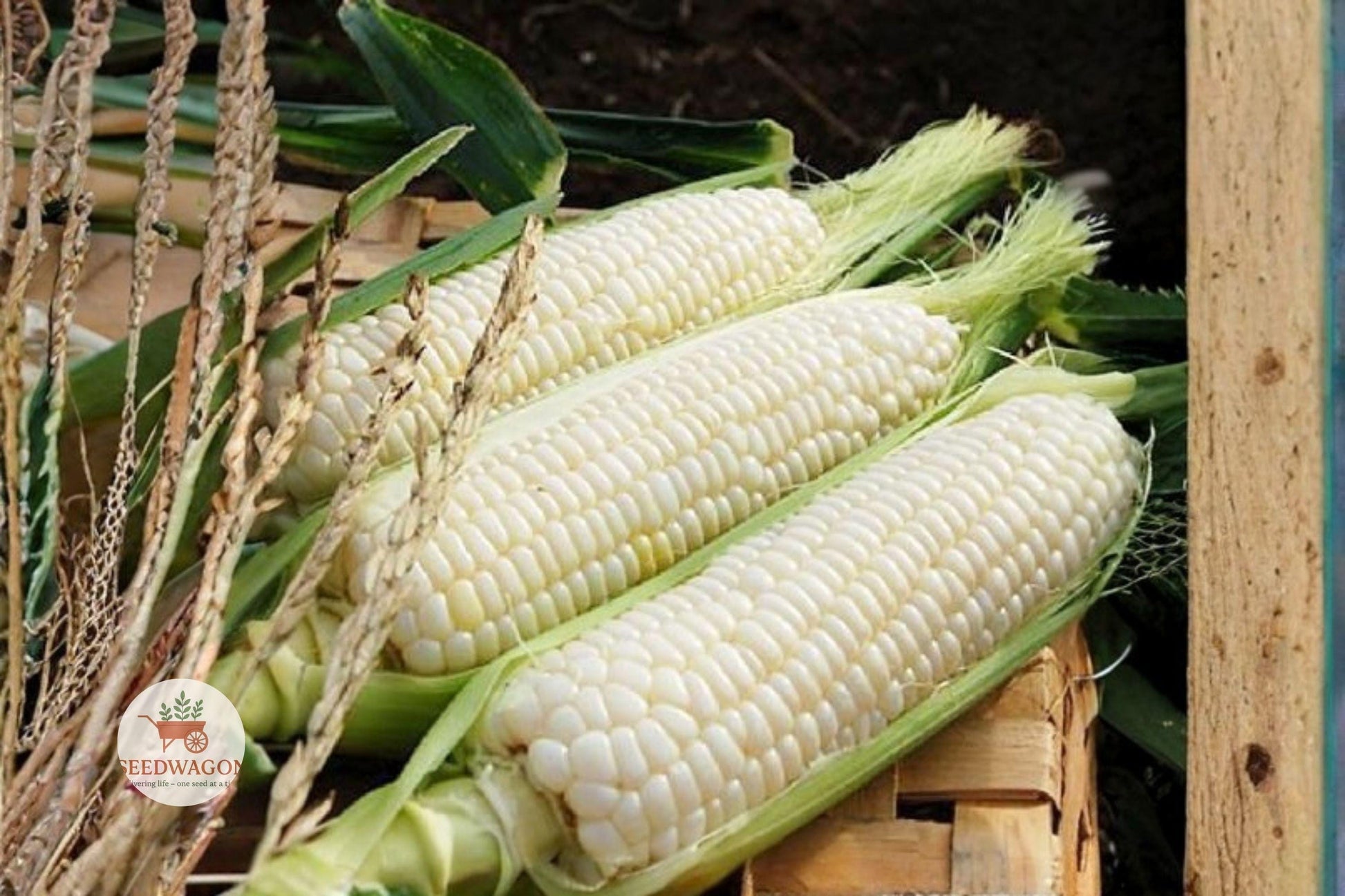 stowells evergreen corn, white sweet corn seeds, heirloom vegetable seeds, non-GMO corn seeds, garden corn seeds, tall stalk corn, fresh eating corn, sweet corn for planting, warm season vegetable, heirloom seed packet, vegetable seed for garden, white kernel corn, home garden corn seeds