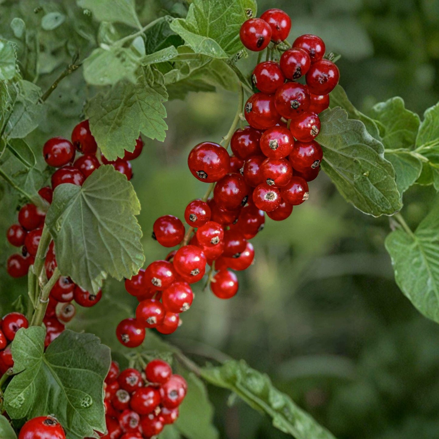 Red Currant Live Starter Plants – Ribes rubrum, Edible Fruit Shrub, 12-16 Inches, Tart Red Berries, Perfect for Gardens & Landscaping