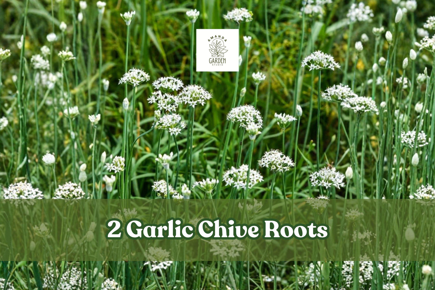 2 Garlic Chive Roots | Live Bare Root Allium Herb Starter for Culinary & Pollinator Gardens | Allium tuberosum