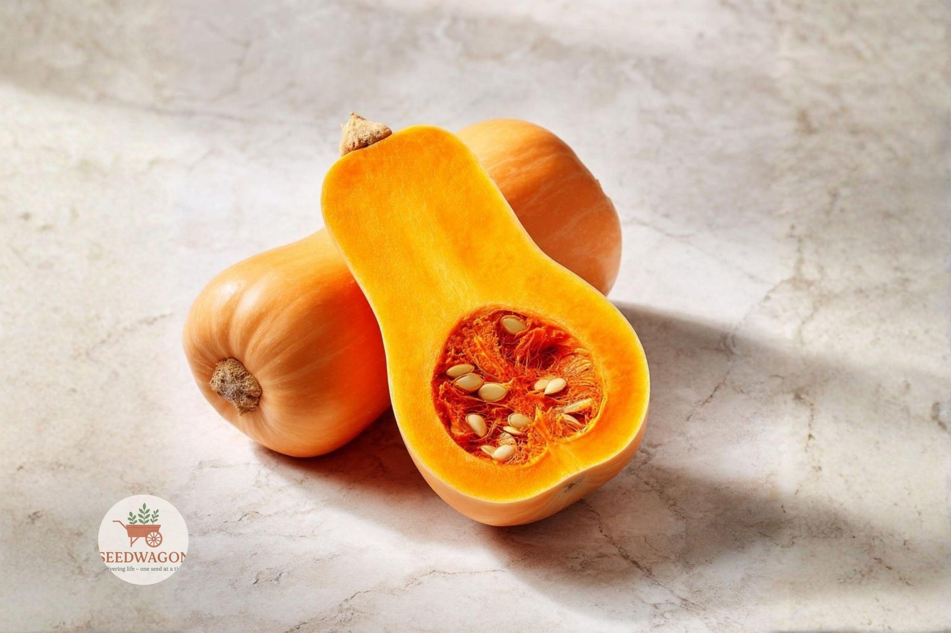 butternut squash seeds, heirloom vegetable seeds, winter squash seeds, Cucurbita moschata seeds, organic squash seeds, roasting squash seeds, garden vegetable seeds, heirloom seed packets, full sun vegetable seeds, high yield squash, storage crop seeds, warm season vegetable, home garden squash